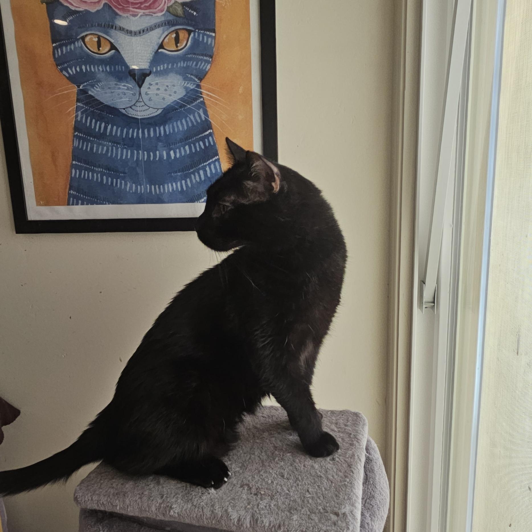 Big Head Tim, a ADOPTABLE Domestic Short Hair in SCOTTSDALE, AZ image 2/3