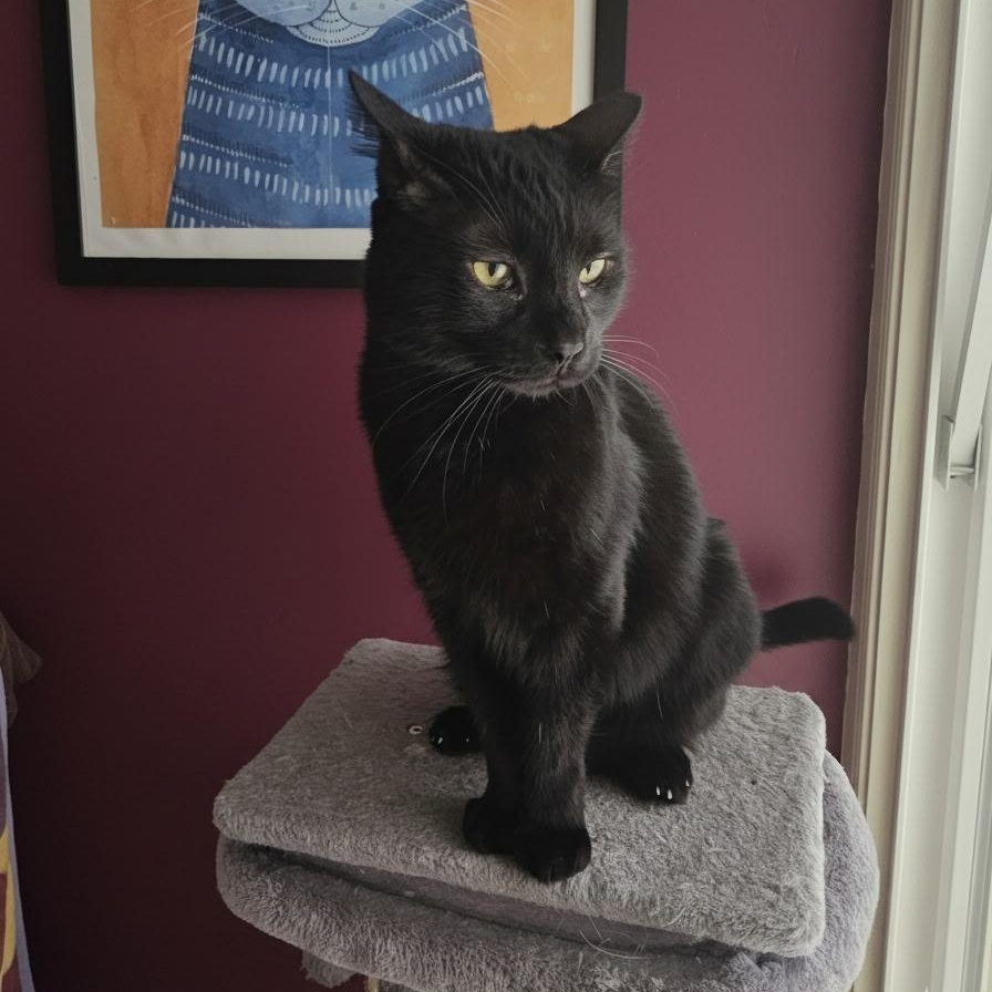 Big Head Tim, a ADOPTABLE Domestic Short Hair in SCOTTSDALE, AZ image 1/3