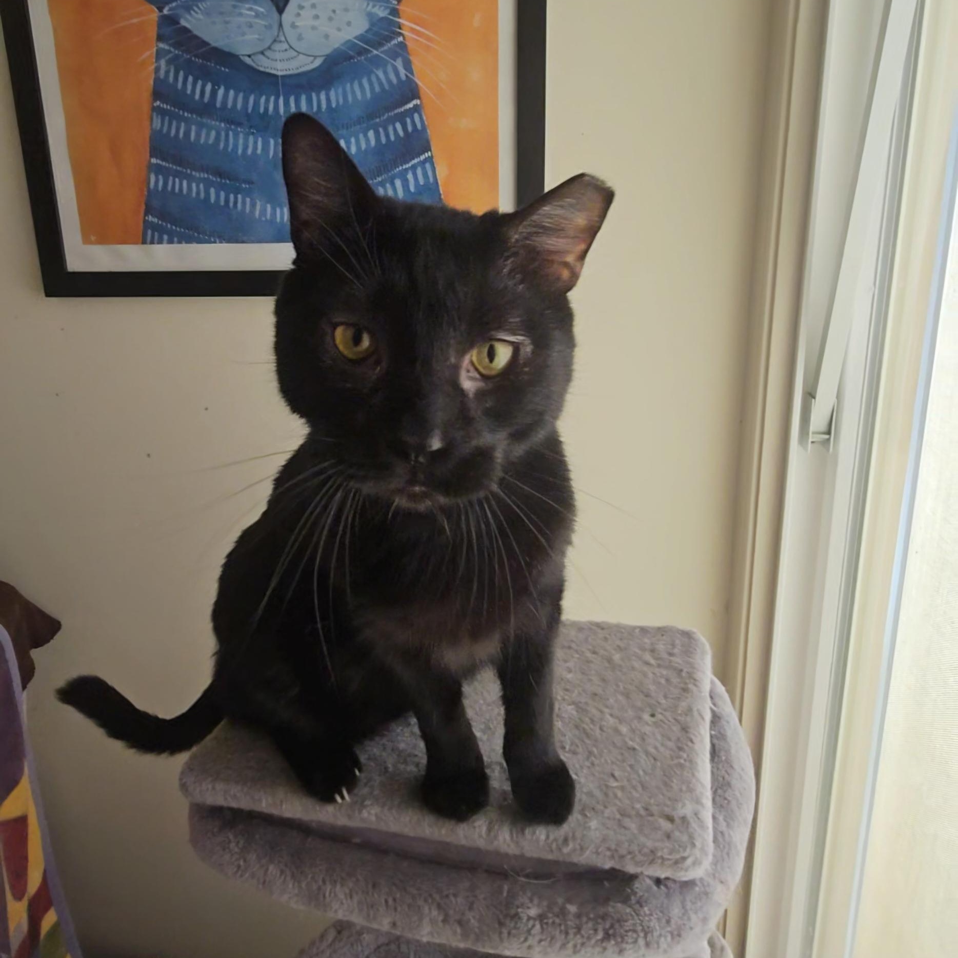 Big Head Tim, a ADOPTABLE Domestic Short Hair in SCOTTSDALE, AZ image 3/3
