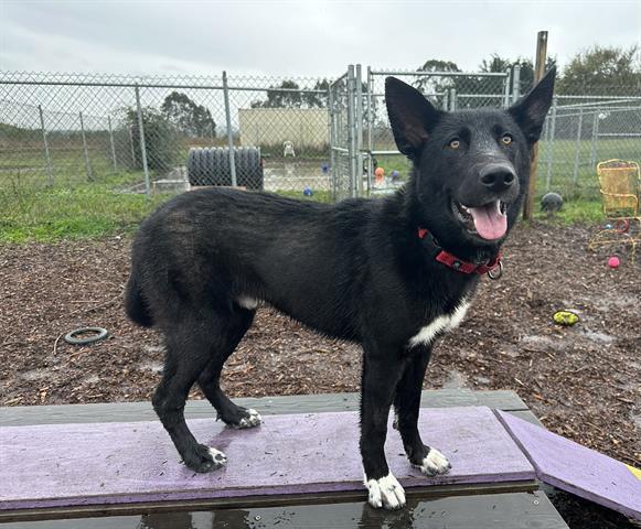 Enlarge OREO, a Adoptable mixed breed in McKinleyville, CA image 1/1
