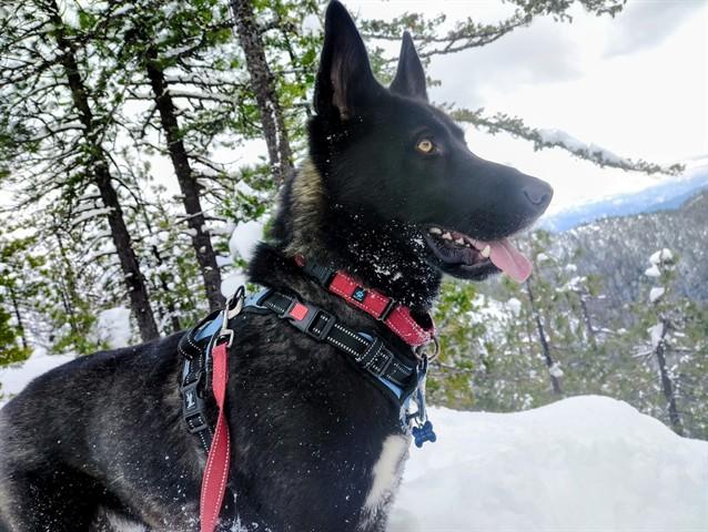 Enlarge OREO, a Adoptable mixed breed in McKinleyville, CA image 1/1