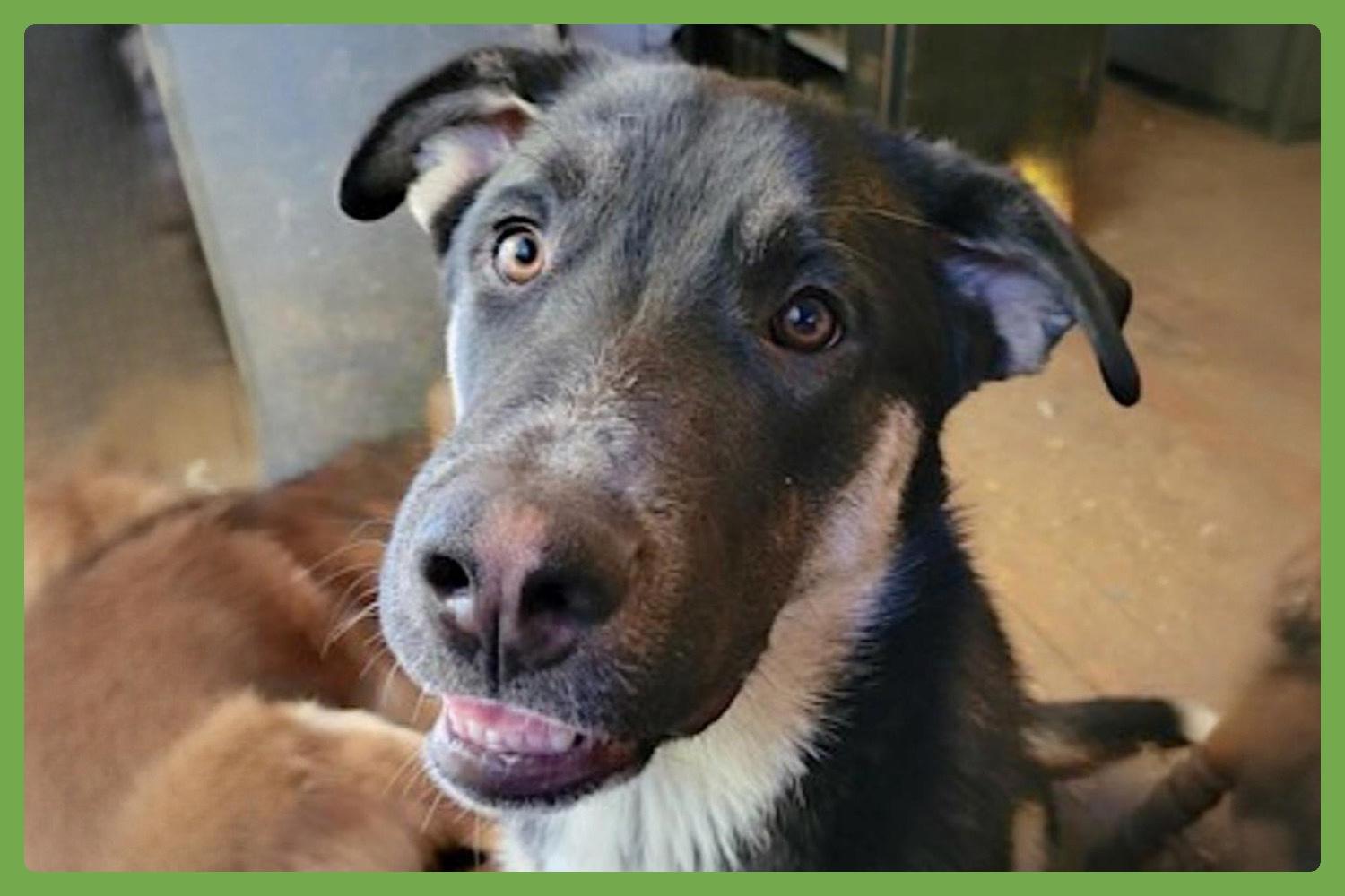 Dog for adoption - Bradach, a German Shepherd Dog & Siberian Husky Mix