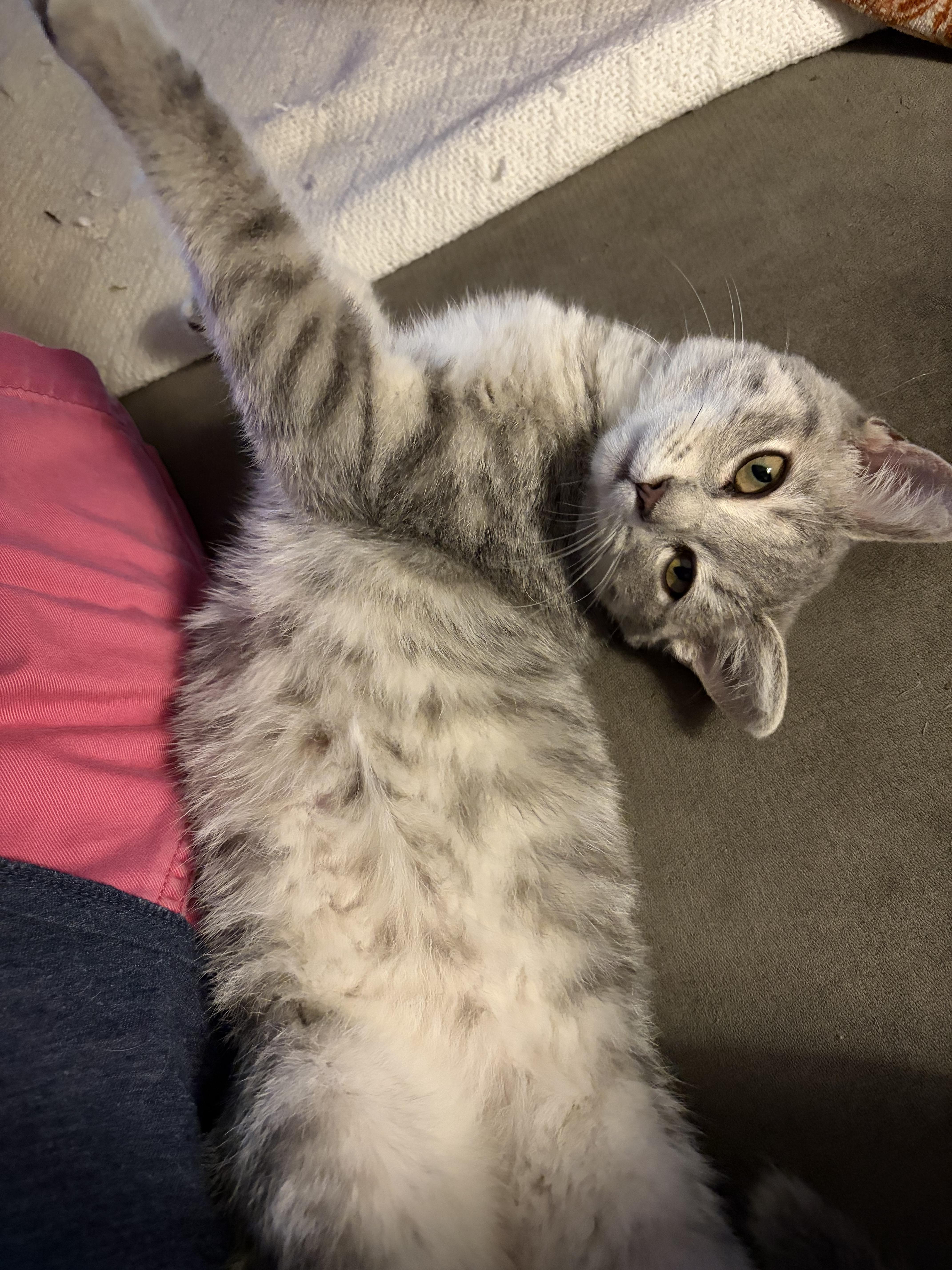 Enlarge Dusty, a Adopted mixed breed in Plain City, OH image 4/6