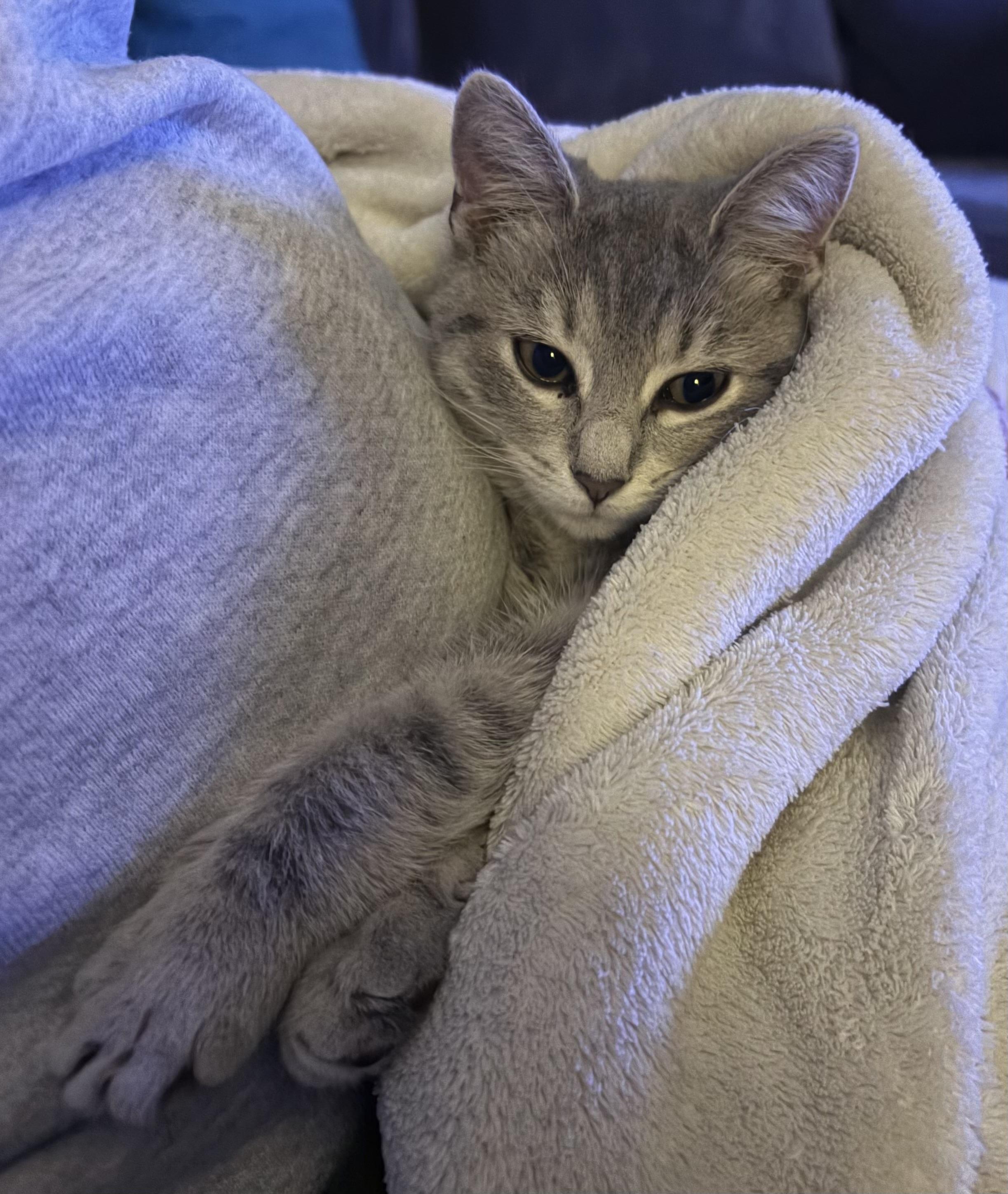 Enlarge Dusty, a Adopted mixed breed in Plain City, OH image 2/6