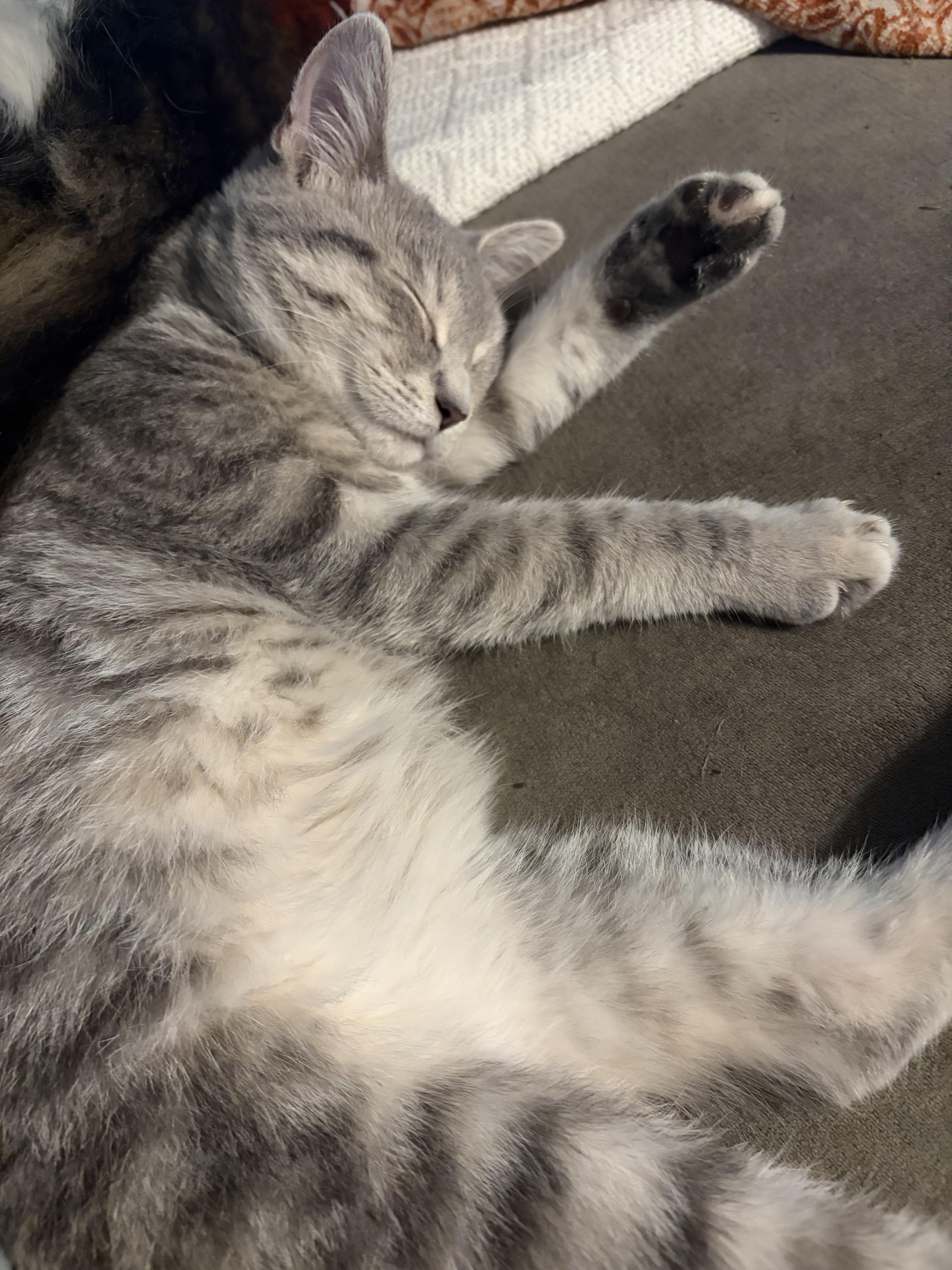 Enlarge Dusty, a Adopted mixed breed in Plain City, OH image 6/6