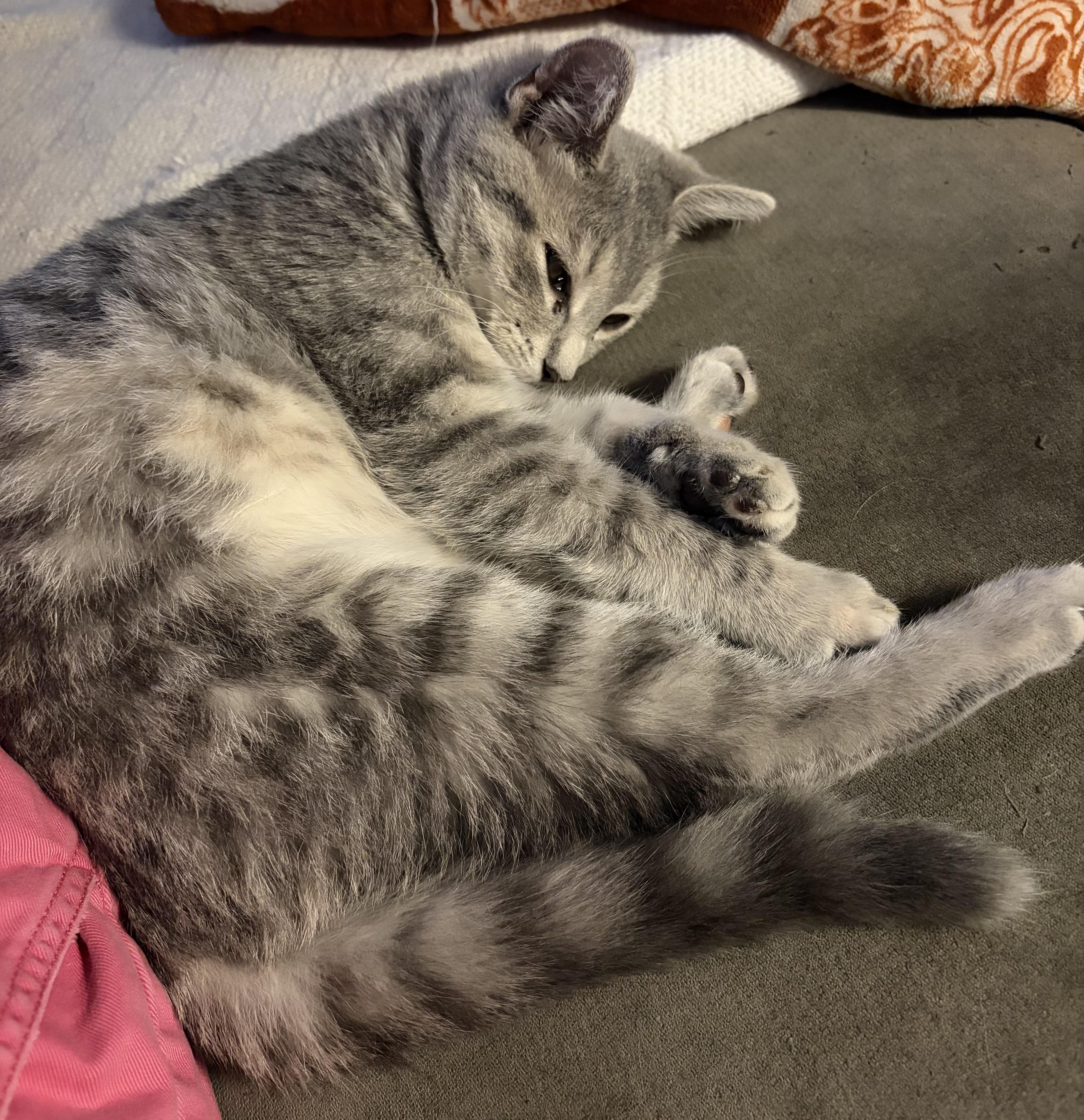 Enlarge Dusty, a Adopted mixed breed in Plain City, OH image 3/6