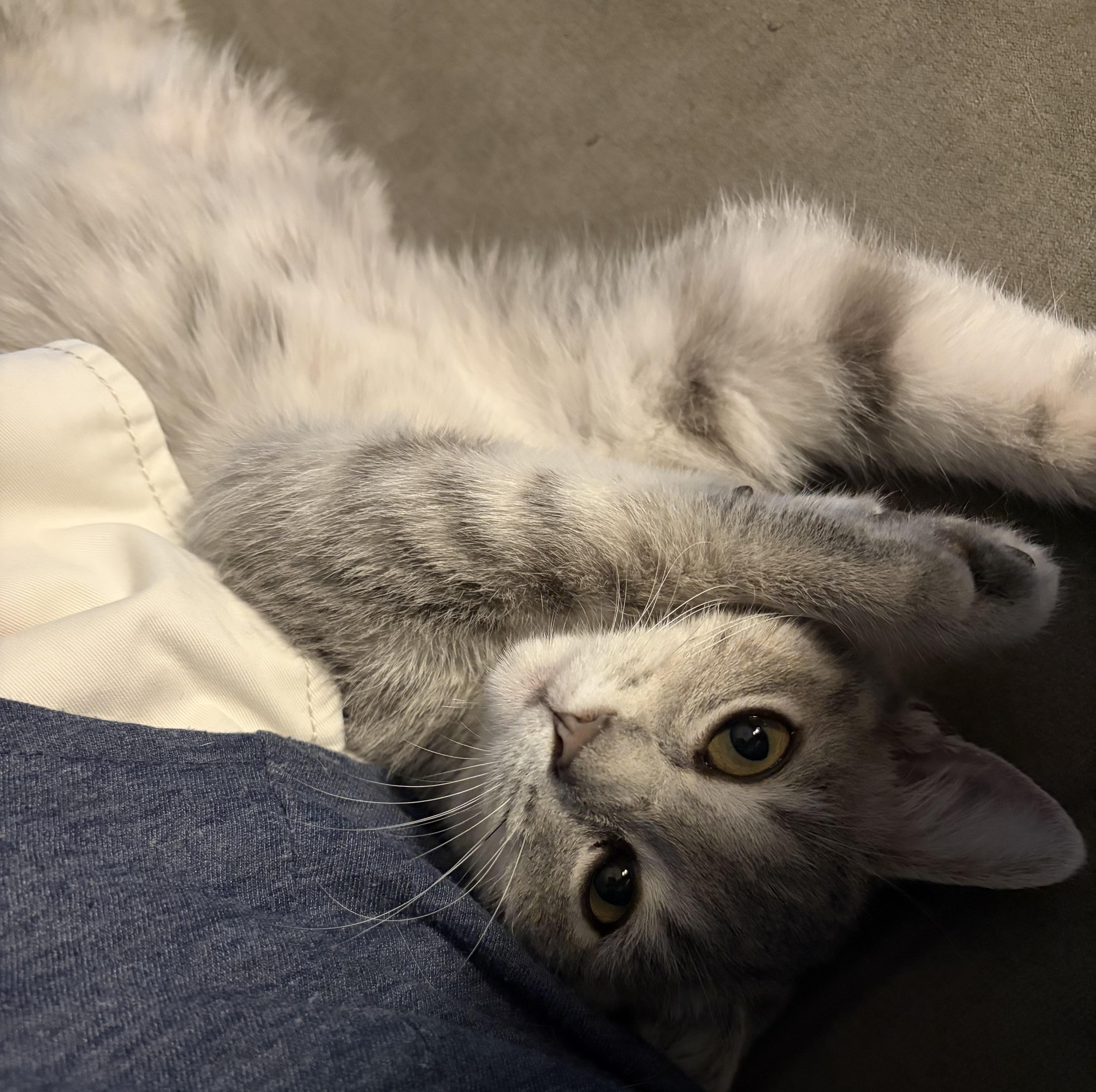 Dusty, Adopted, Kitten Female Tabby & Domestic Short Hair.