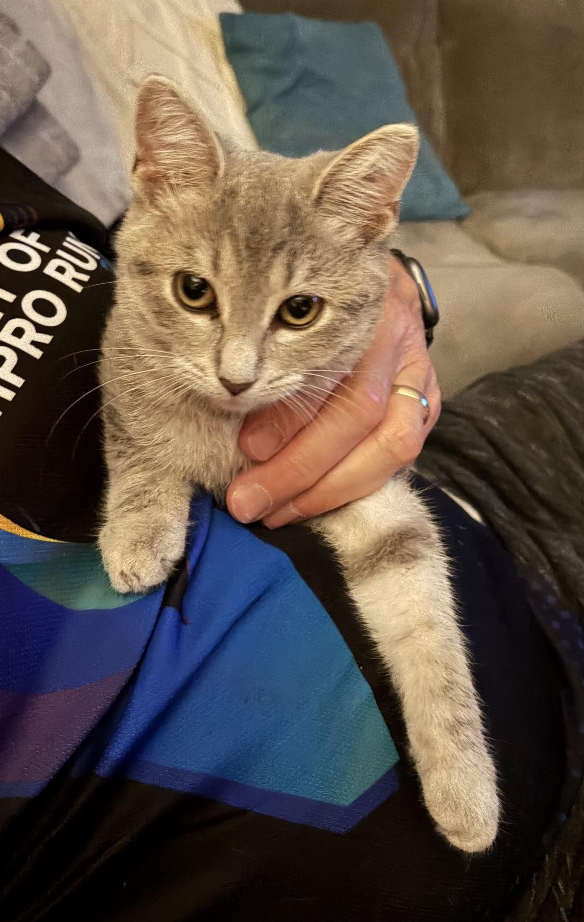 Enlarge Dusty, a Adopted mixed breed in Plain City, OH image 5/6