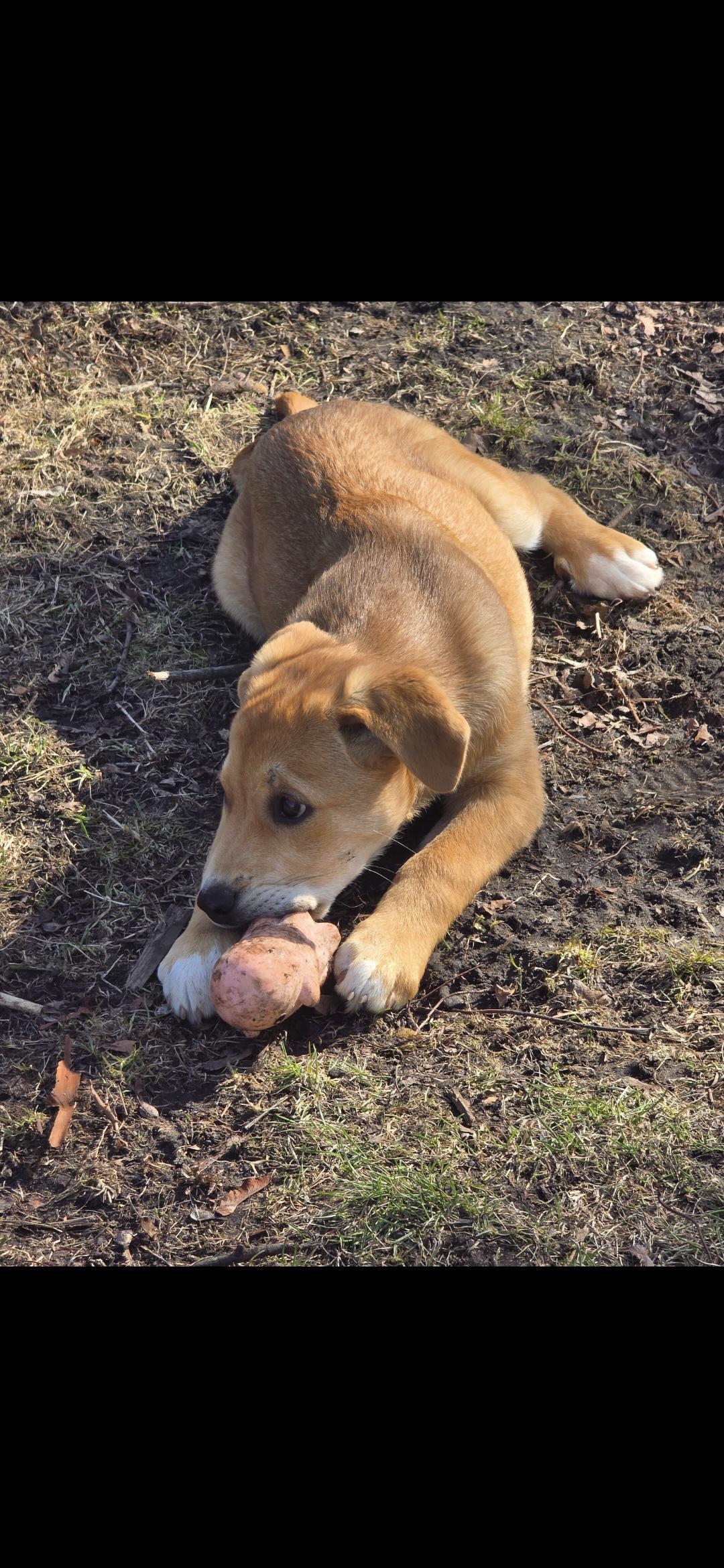 Enlarge Toffee, an adopted Mixed Breed in Kenosha, WI image 3/5