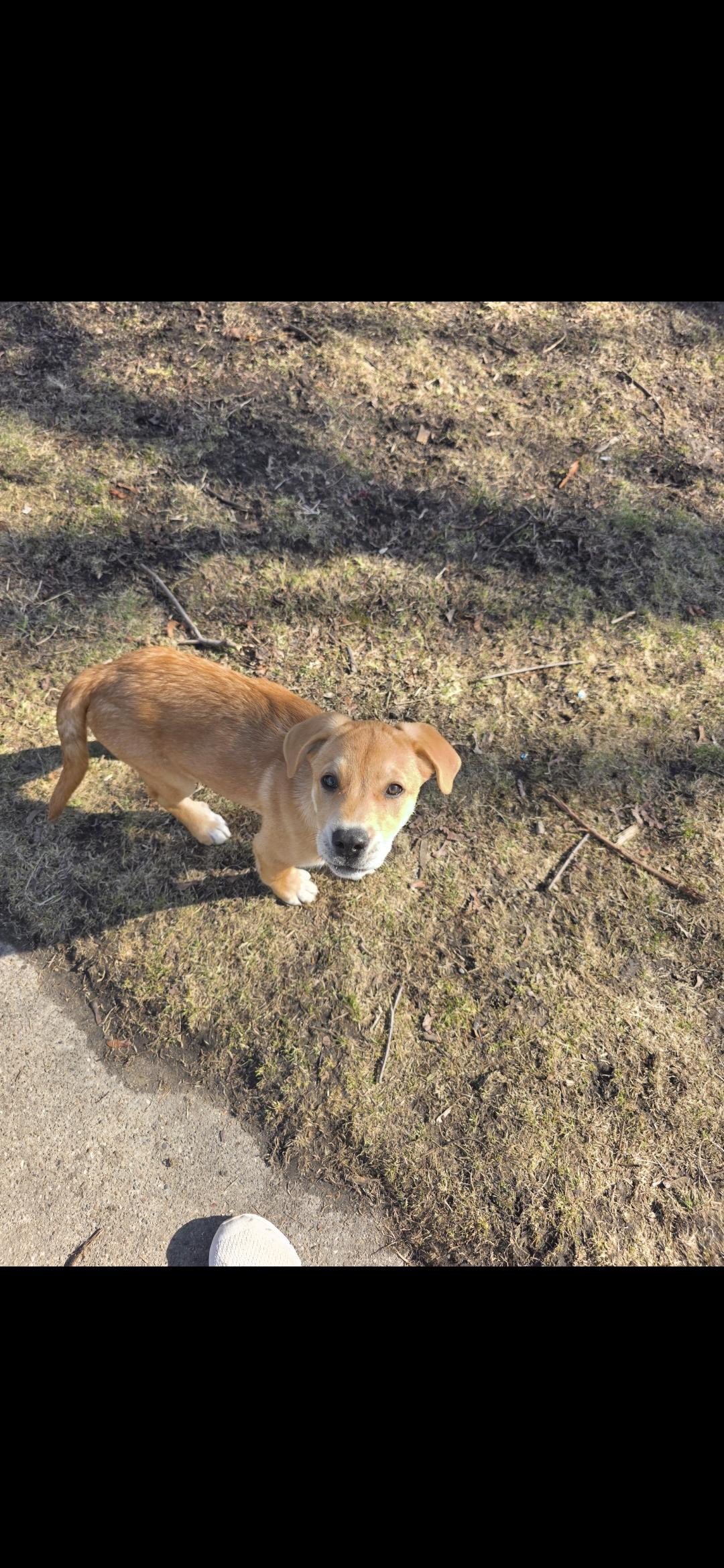 Enlarge Toffee, an adopted Mixed Breed in Kenosha, WI image 5/5