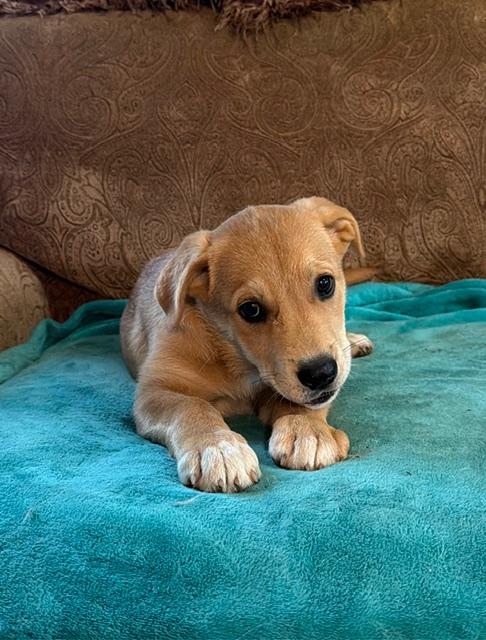Toffee, adopted, Puppy Female Mixed Breed.