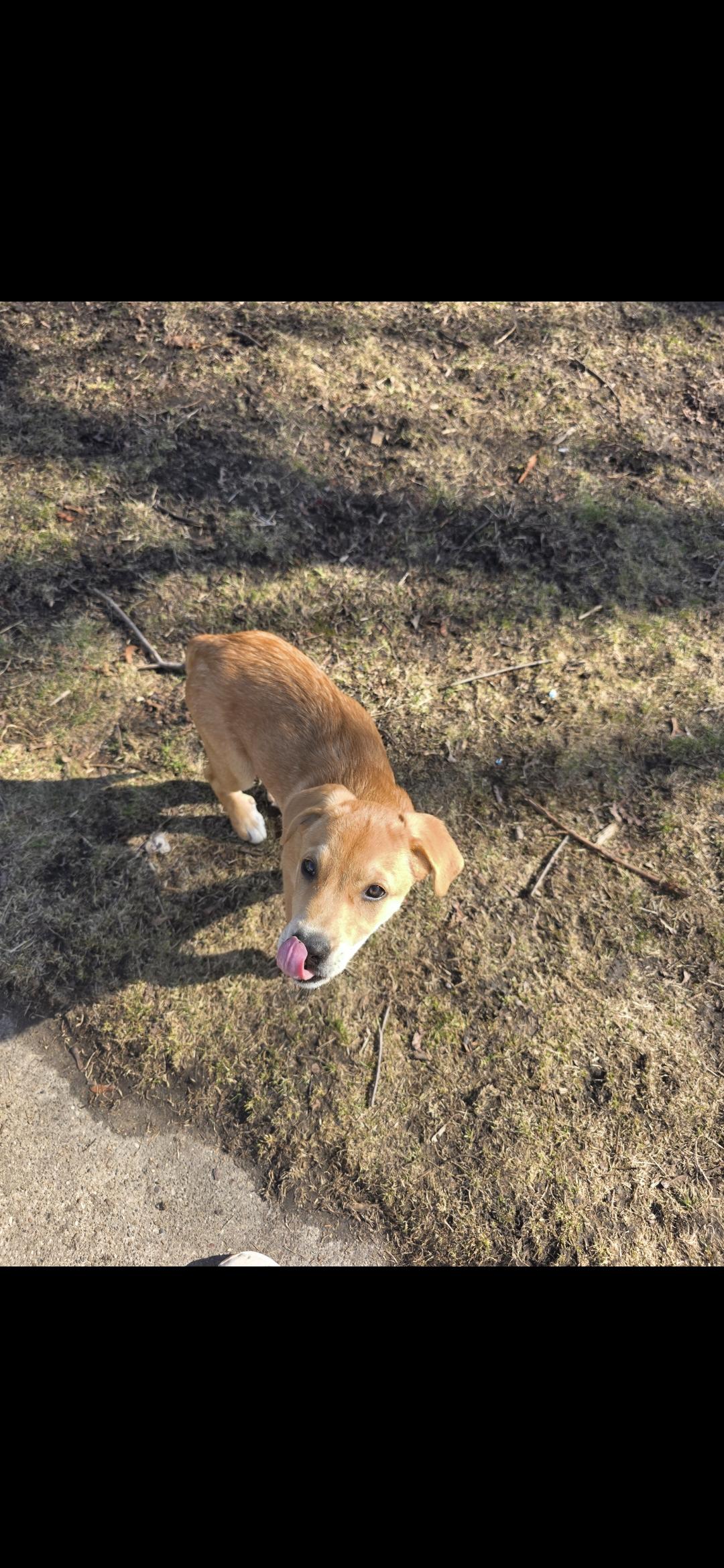 Enlarge Toffee, an adopted Mixed Breed in Kenosha, WI image 4/5