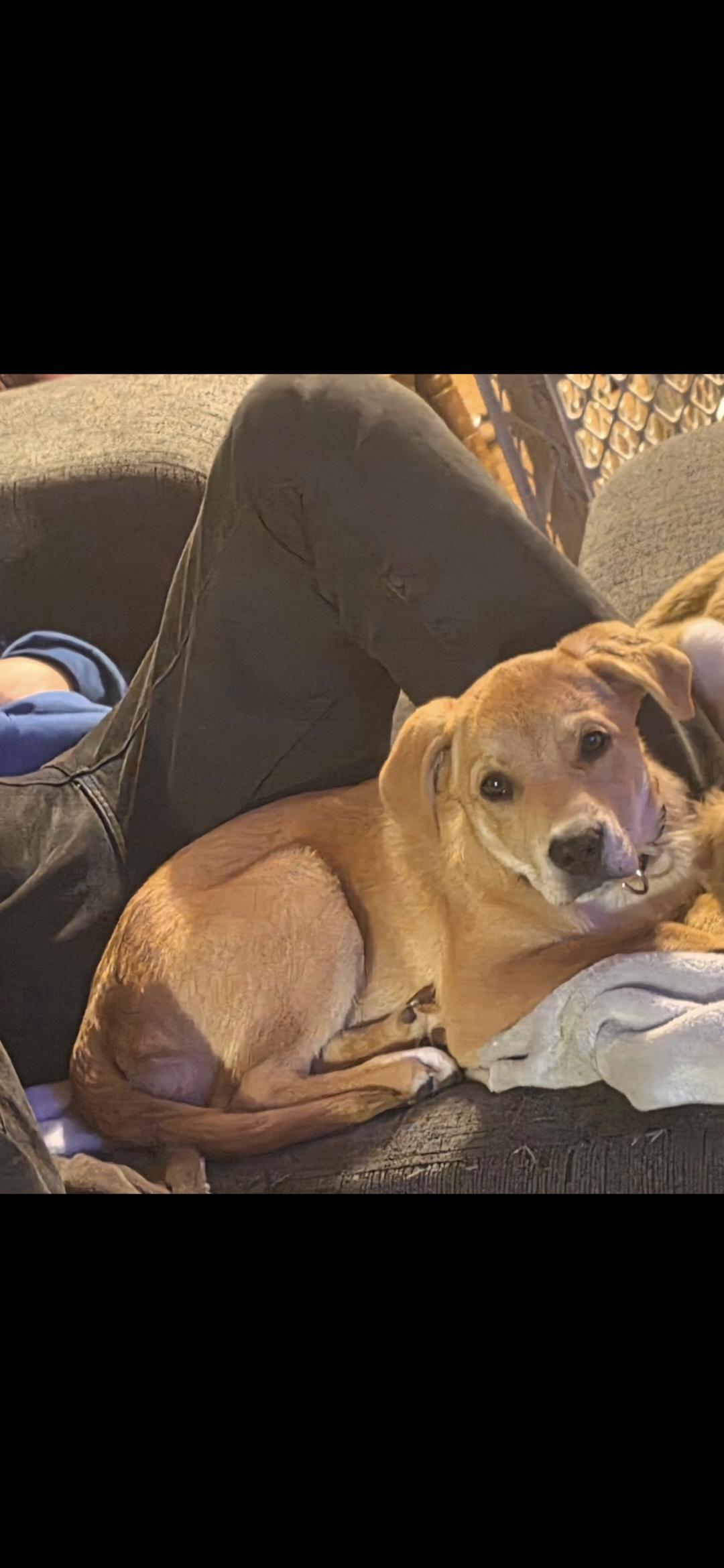 Enlarge Toffee, an adopted Mixed Breed in Kenosha, WI image 2/5