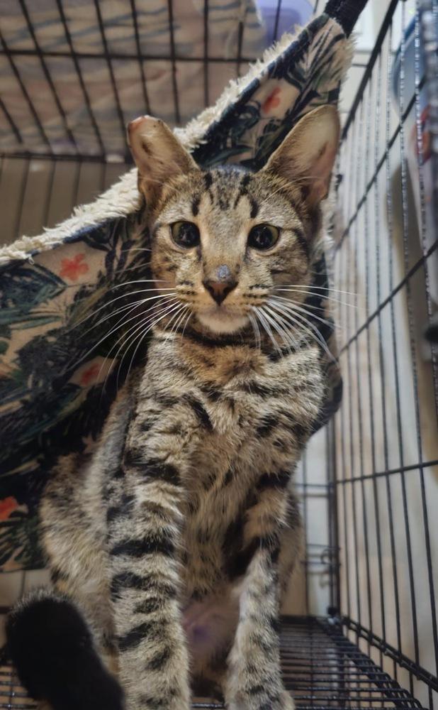 Enlarge Salem, a Adoptable mixed breed in St. Petersburg, FL image 1/4