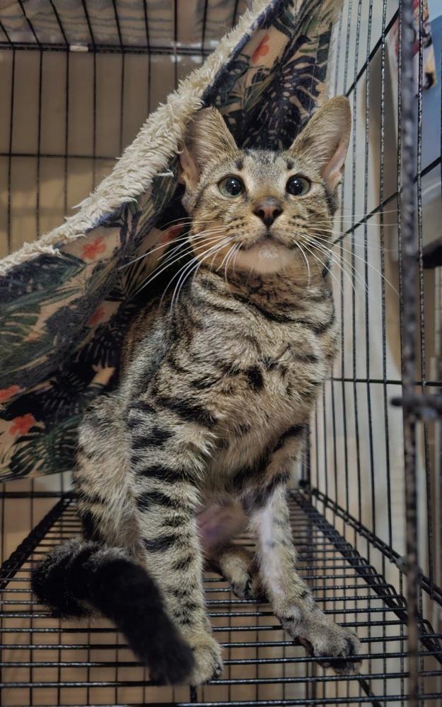 Enlarge Salem, a Adoptable mixed breed in St. Petersburg, FL image 2/4