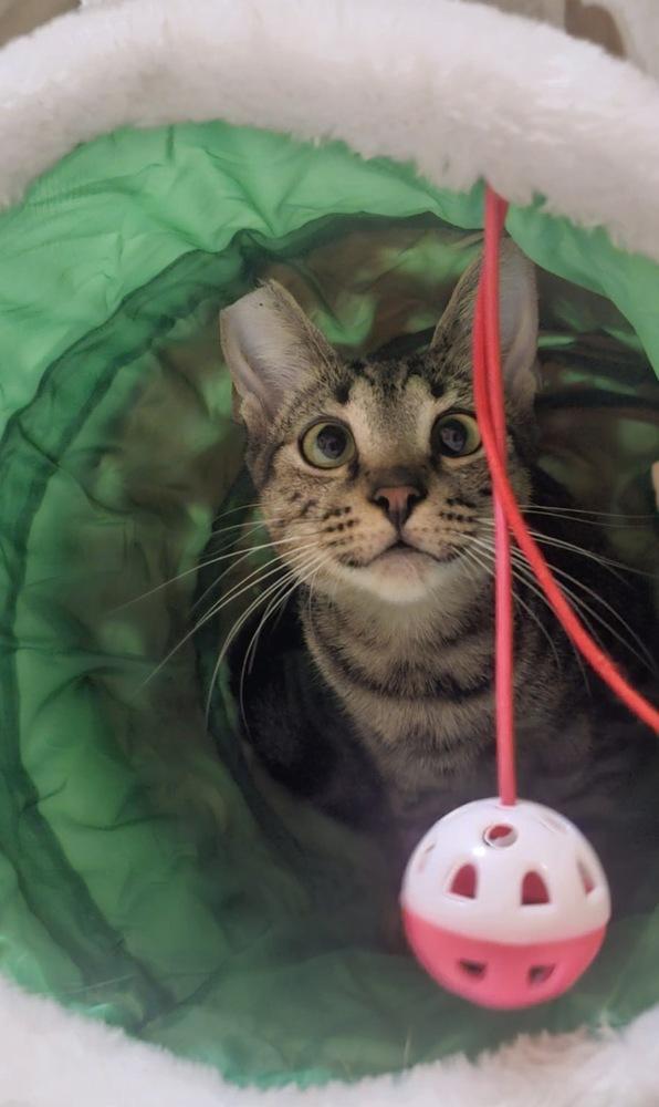 Enlarge Salem, a Adoptable mixed breed in St. Petersburg, FL image 3/4