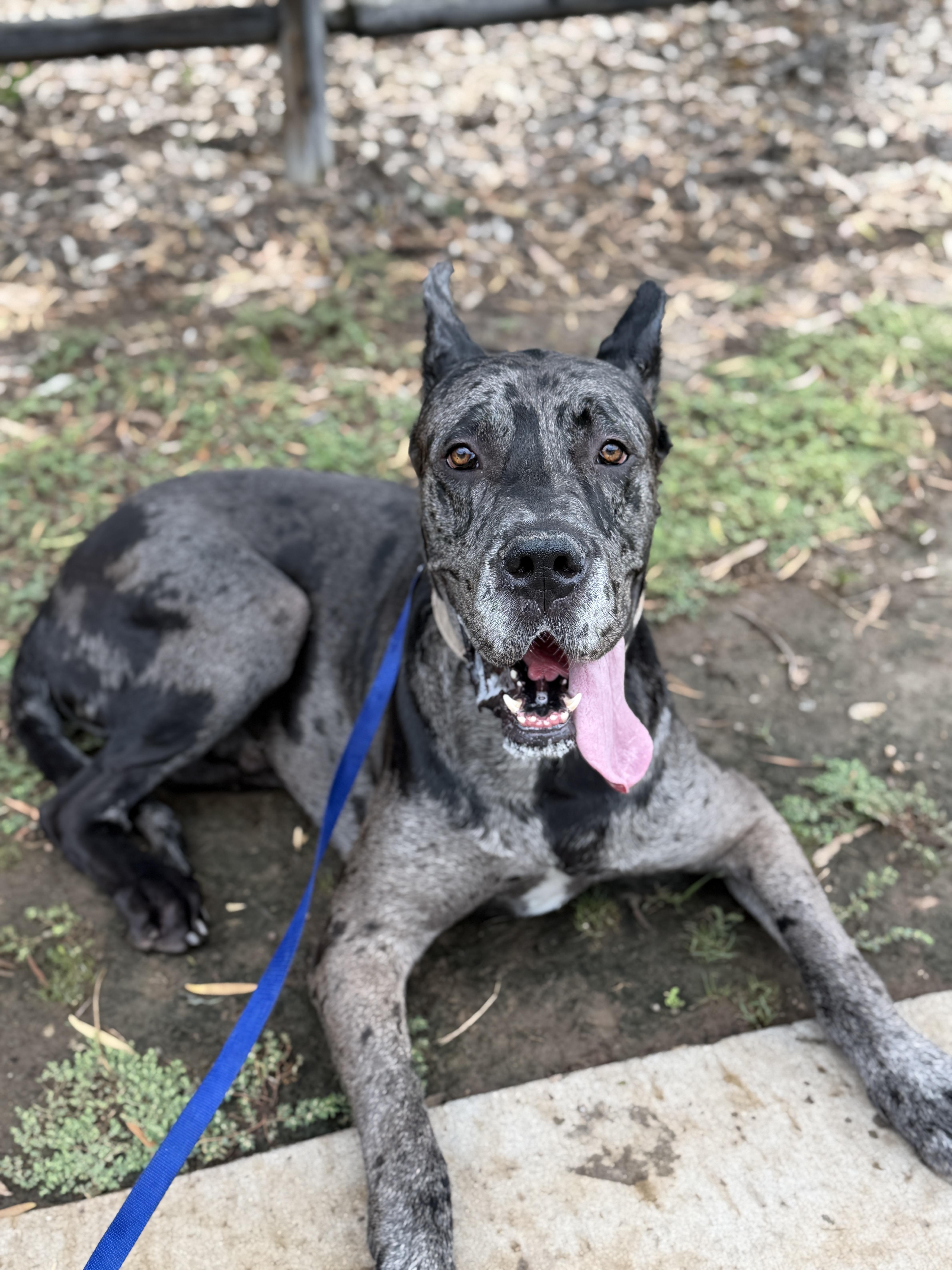 Enlarge Zeus, a Adoptable Great Dane in San Diego, CA image 1/2