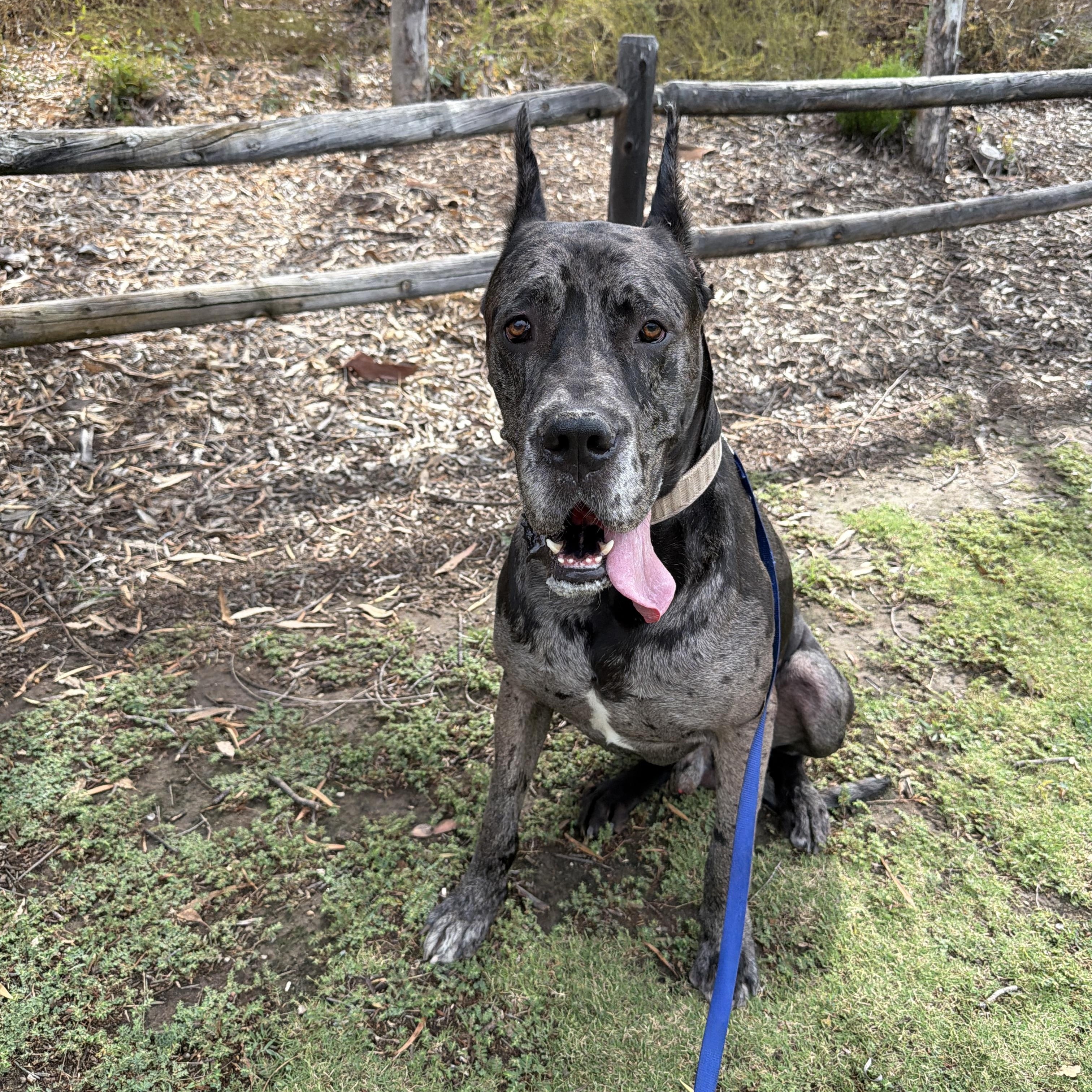 Enlarge Zeus, a Adoptable Great Dane in San Diego, CA image 2/2