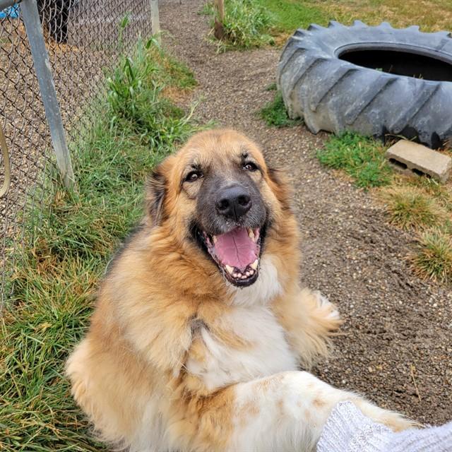 BELLA, Adoptable, Adult Female Great Pyrenees & German Shepherd Dog.