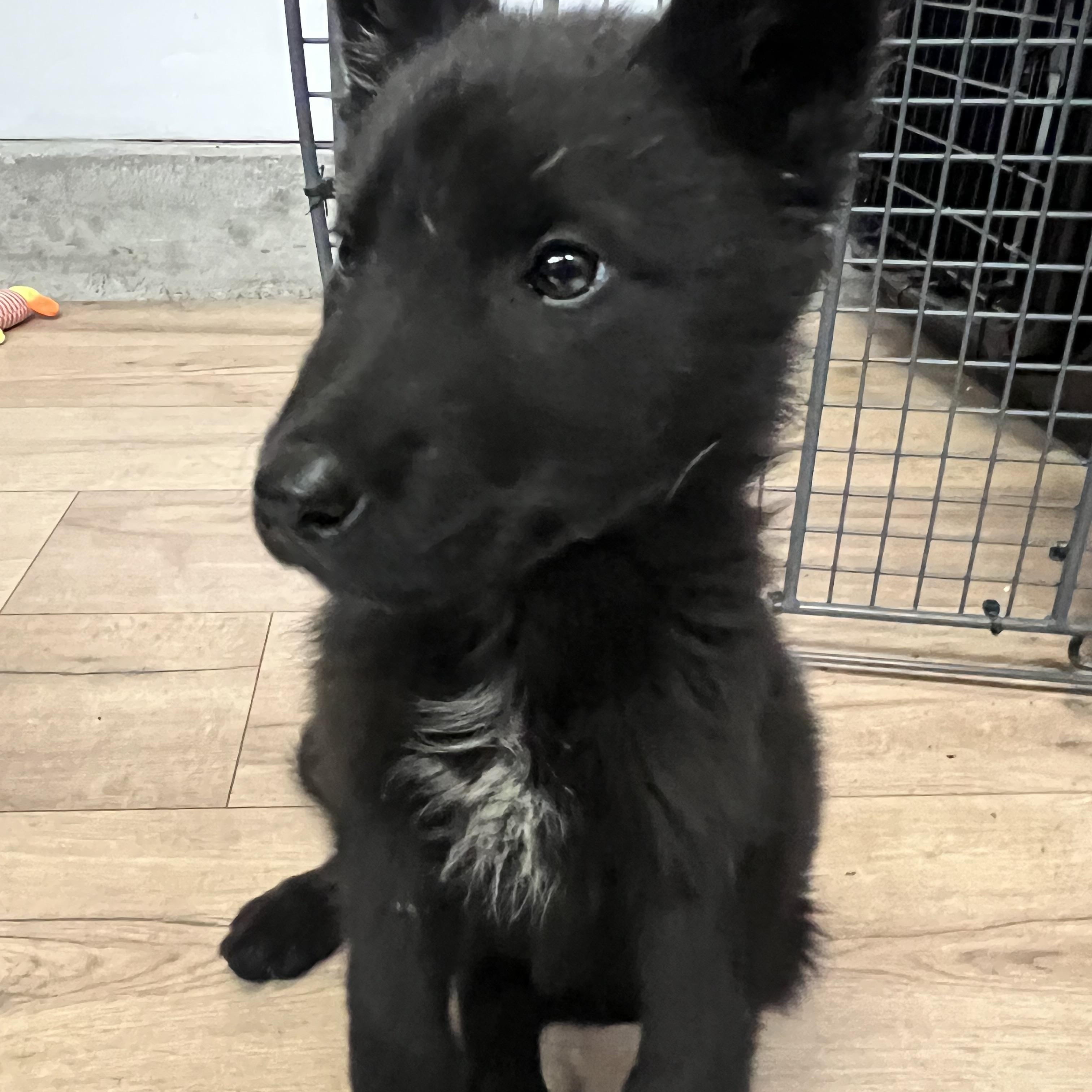 Enlarge Axel, a Adoptable mixed breed in Inglewood, CA image 1/1