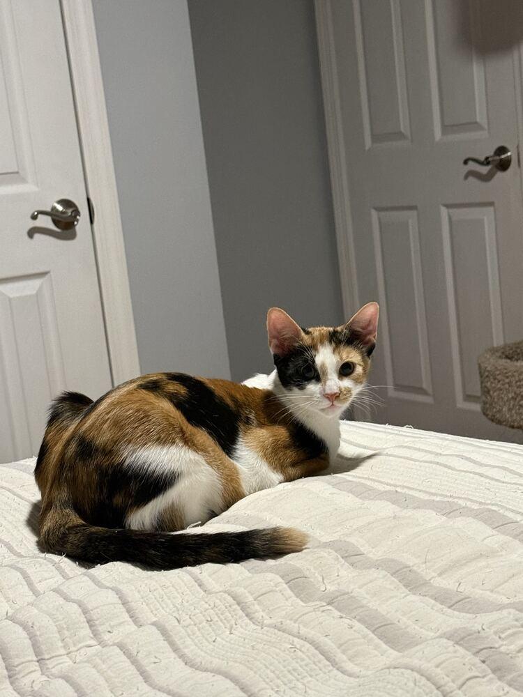 Enlarge Tiramisu, a Adoptable Domestic Short Hair in North Brunswick, NJ image 1/2
