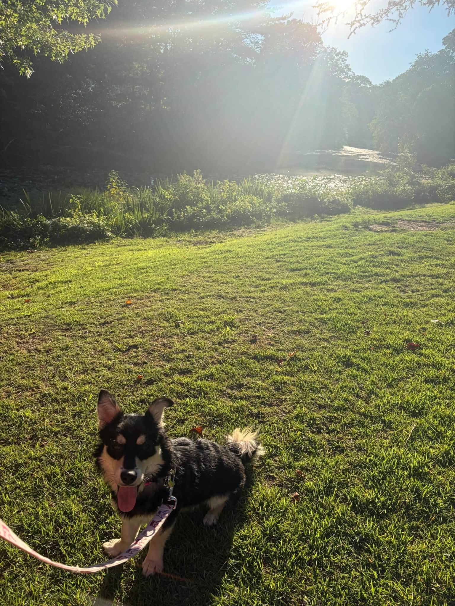 Enlarge Maple, a Adopted Corgi in Clayton, NJ image 2/3