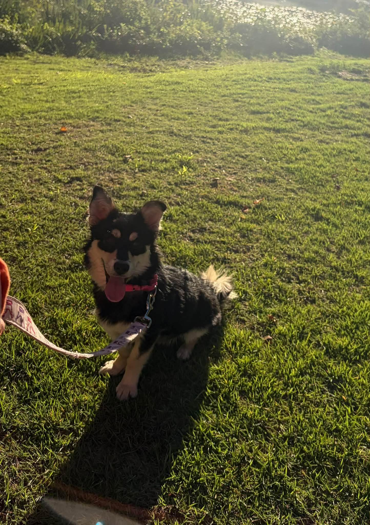 Maple, Adopted, Puppy Female Corgi.