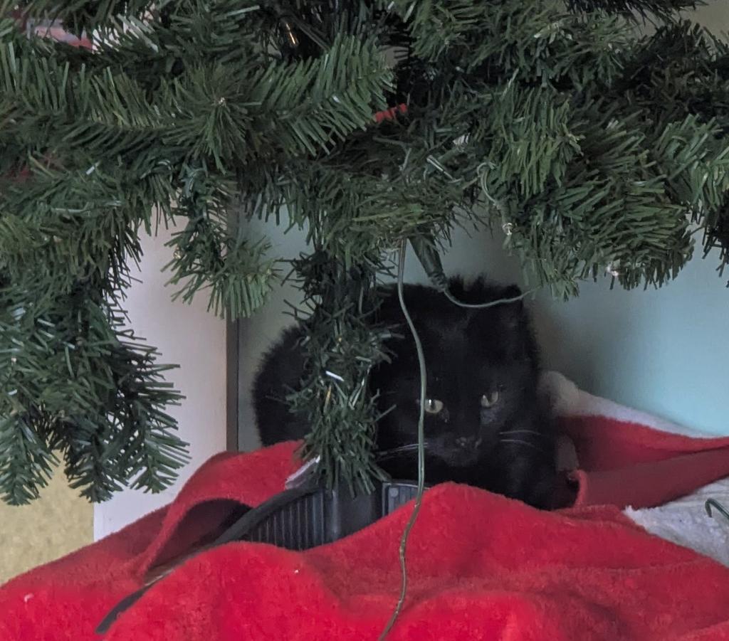 Raven, Adoptable, Kitten Female Domestic Short Hair.