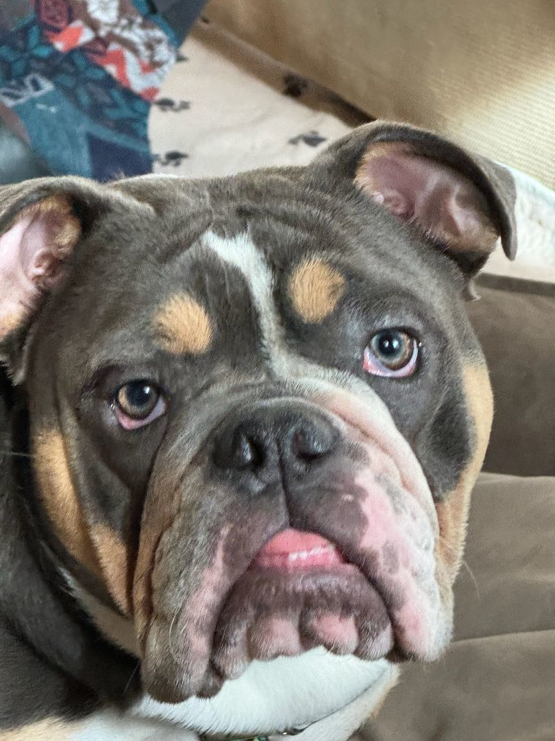 Enlarge Grey, a Adoptable English Bulldog in Decatur, IL image 1/4