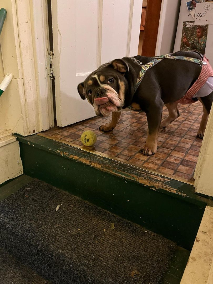 Enlarge Grey, a Adoptable English Bulldog in Decatur, IL image 2/4