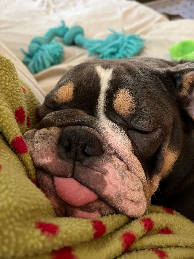 Enlarge Grey, a Adoptable English Bulldog in Decatur, IL image 3/4