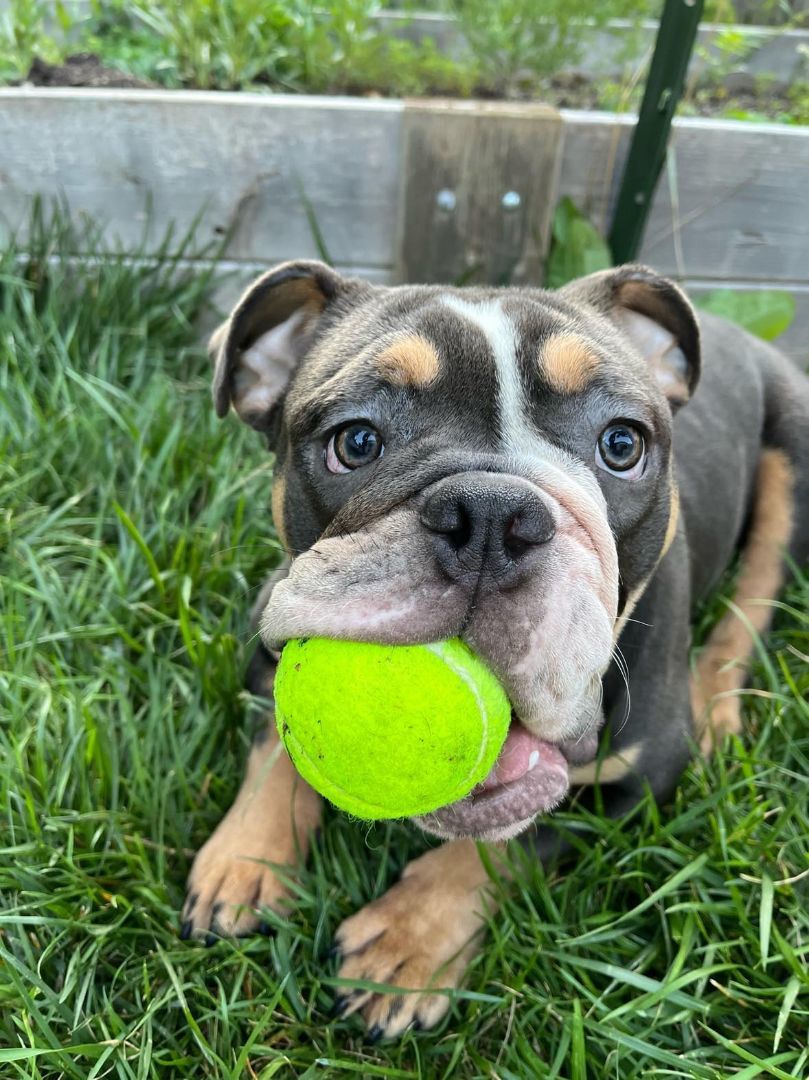 Enlarge Grey, a Adoptable English Bulldog in Decatur, IL image 4/4