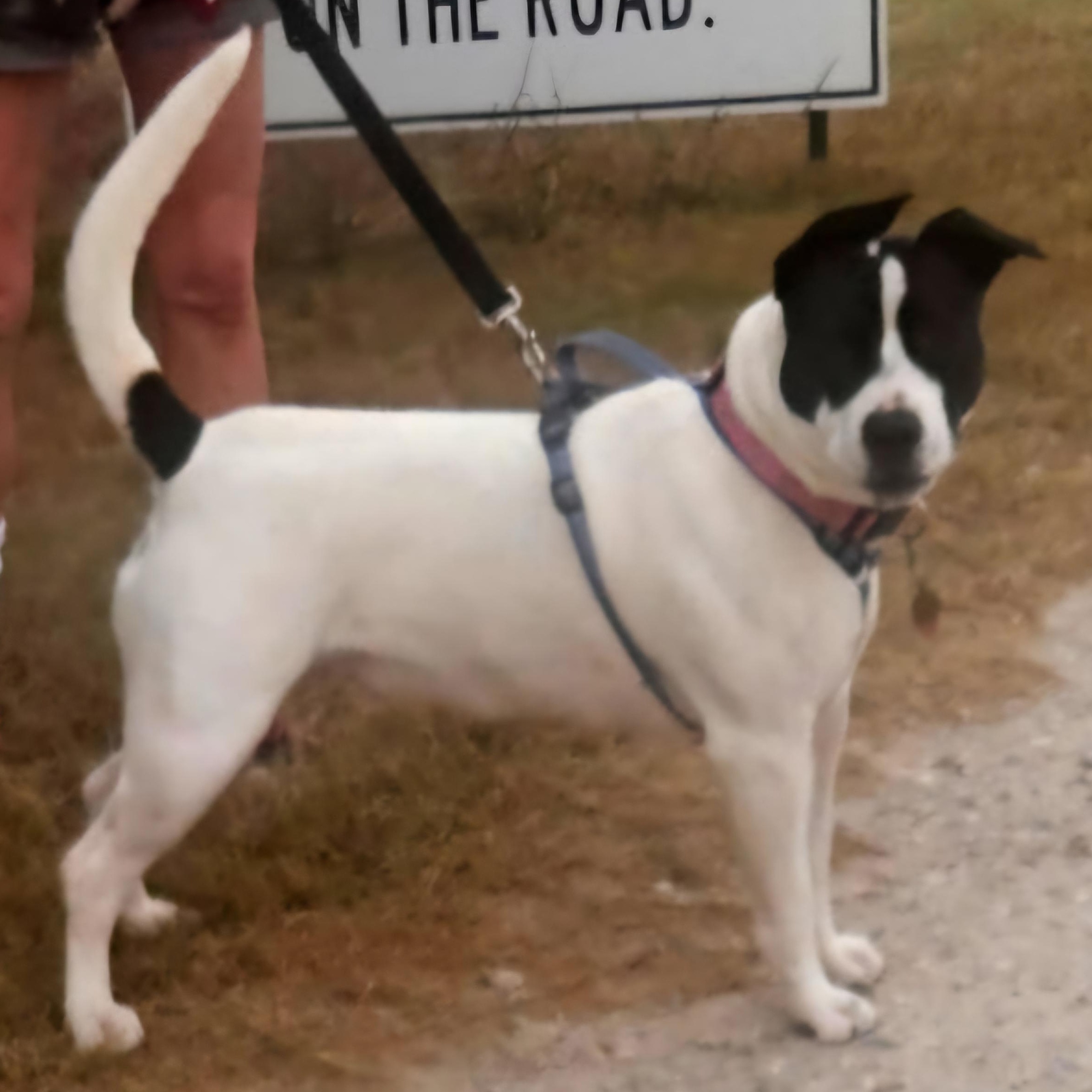 Gigi — thumbnail 5