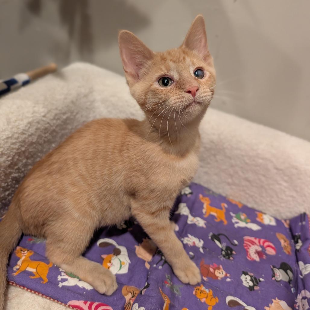 Enlarge Chicken, an adopted Domestic Short Hair in Cape Girardeau, MO image 3/4