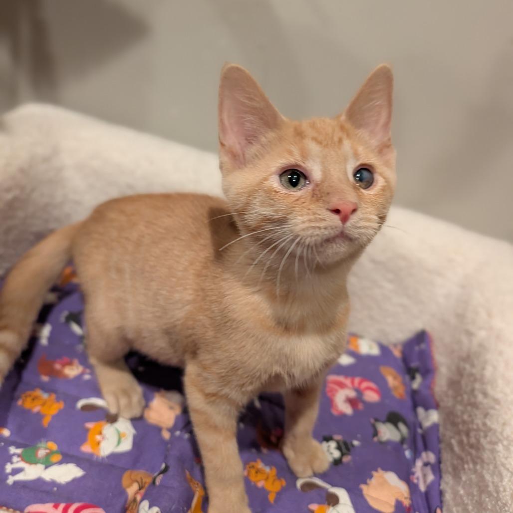 Chicken, adopted, Kitten Female Domestic Short Hair.