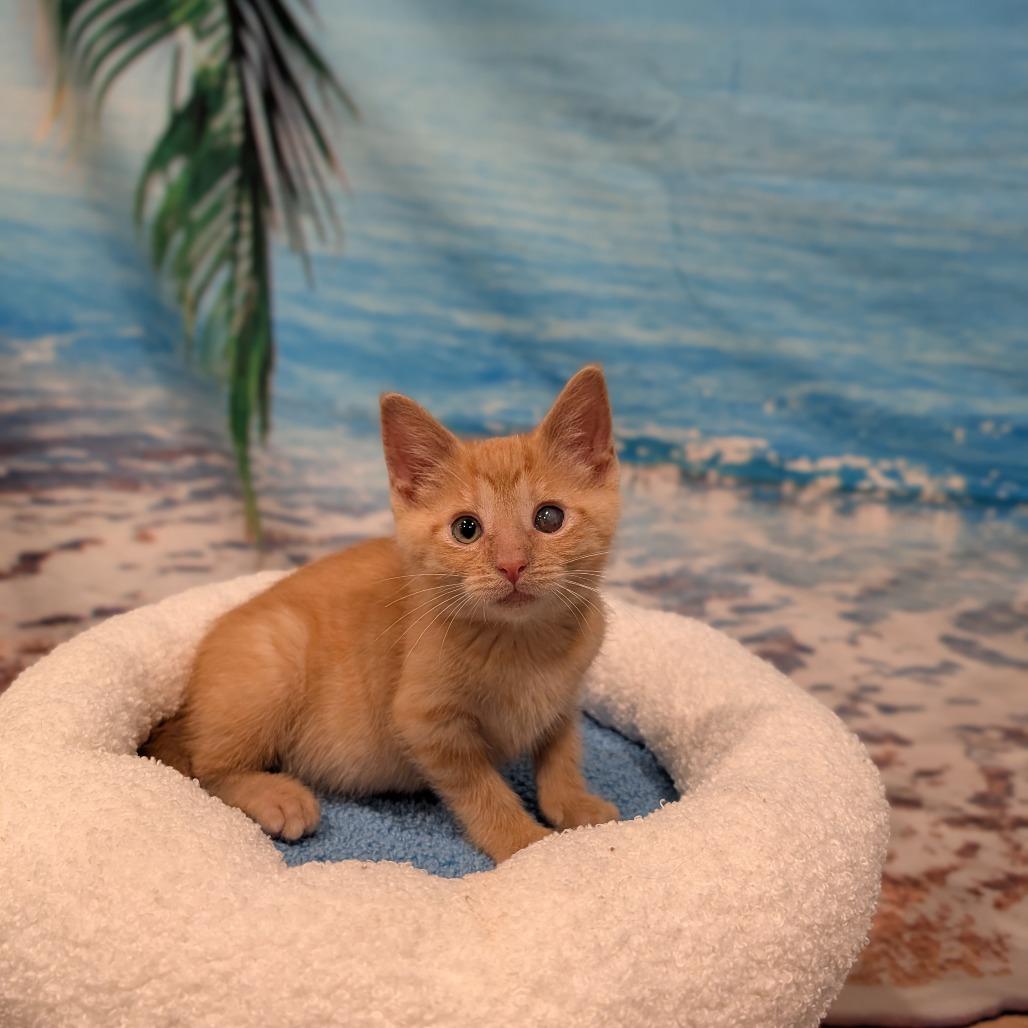 Enlarge Chicken, an adopted Domestic Short Hair in Cape Girardeau, MO image 4/4