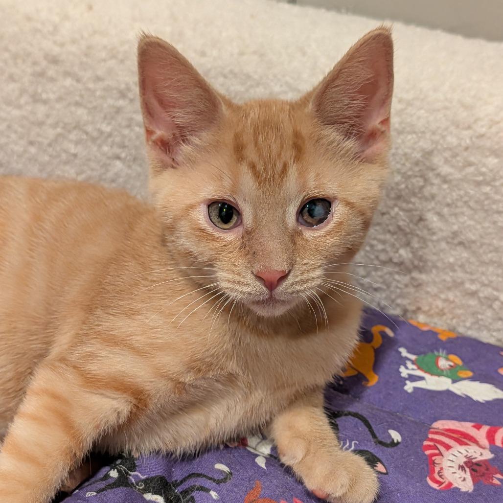 Enlarge Chicken, an adopted Domestic Short Hair in Cape Girardeau, MO image 2/4