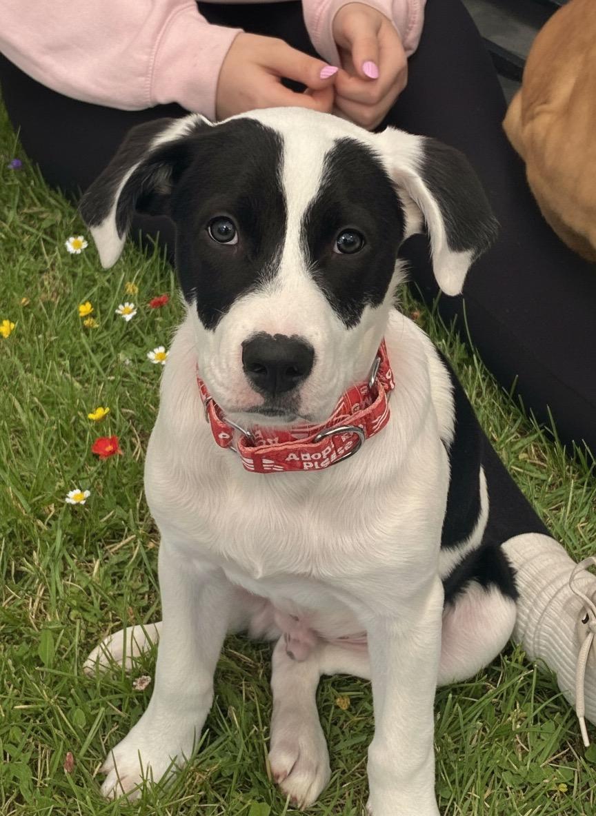 Gabriel, a ADOPTABLE mixed breed in Salisbury Mills, NY image 2/5