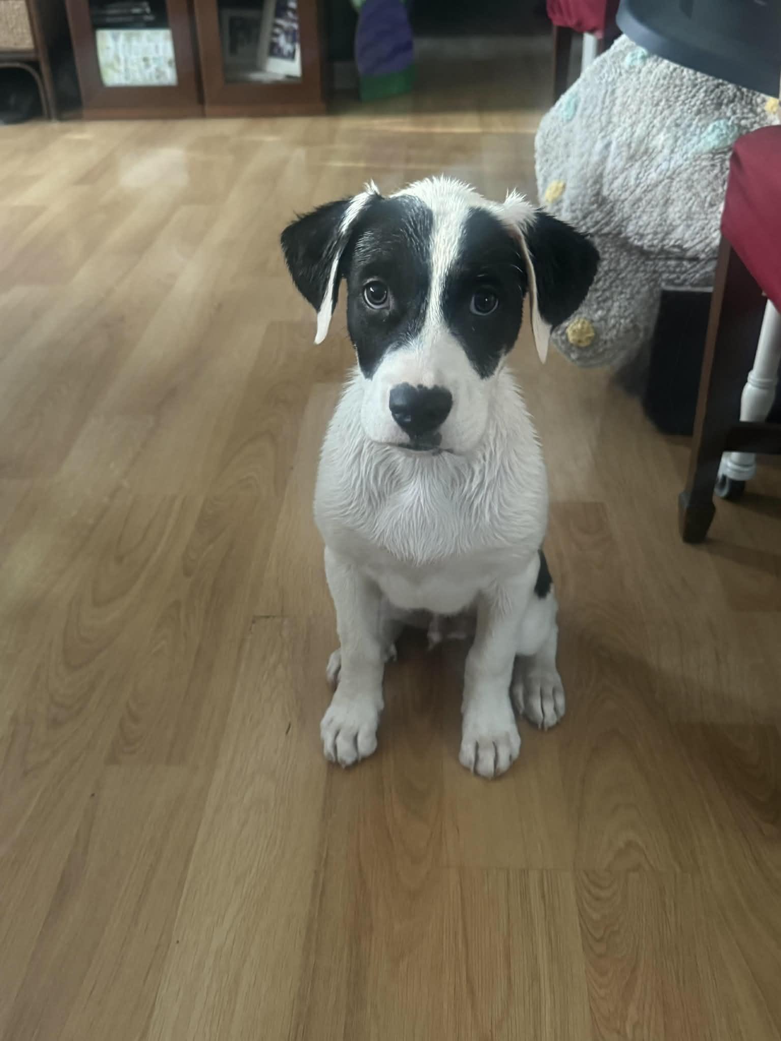 Gabriel, ADOPTABLE, Puppy Male American Bulldog.