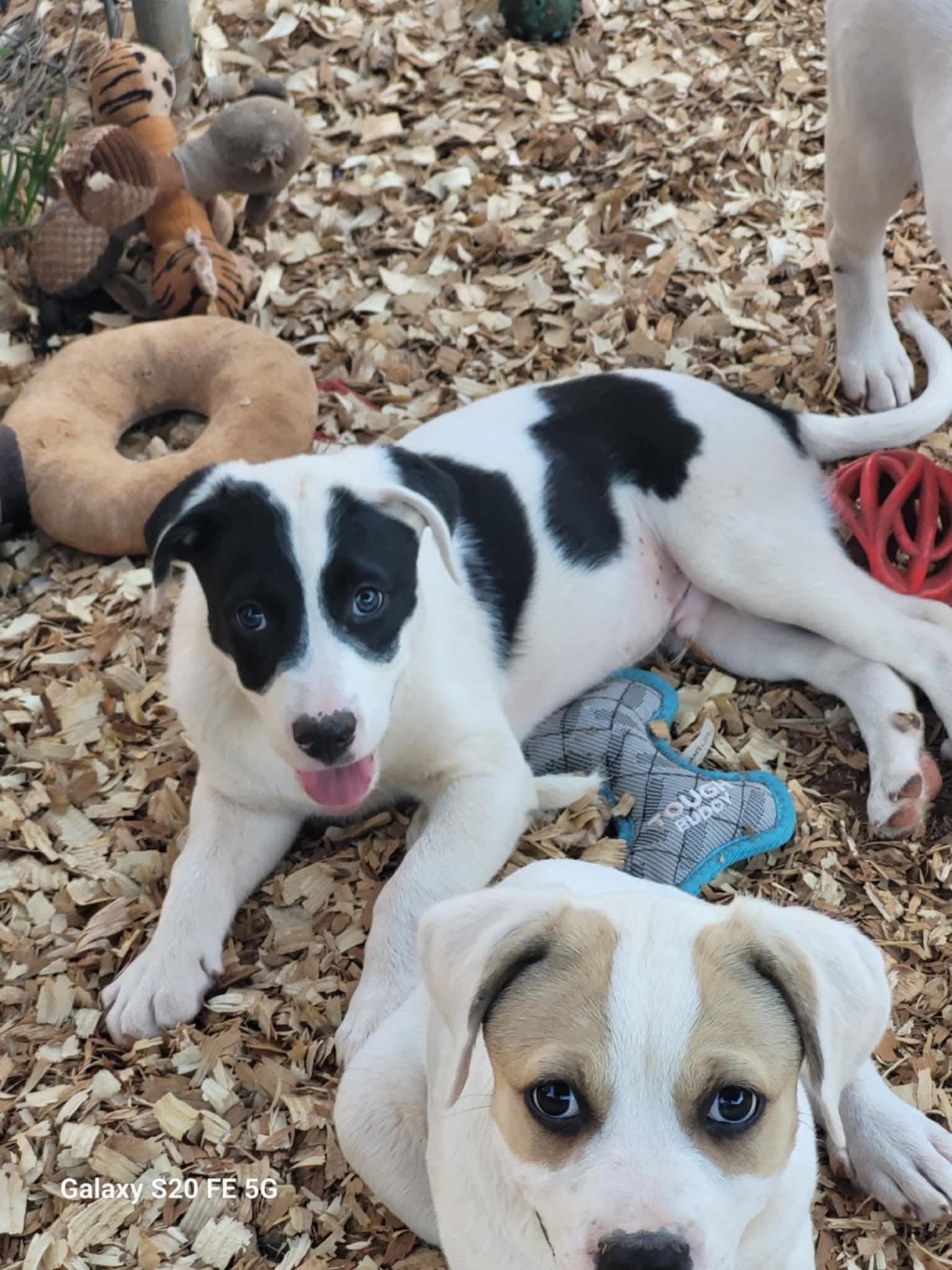 Enlarge Gabriel, a ADOPTABLE mixed breed in Hillsdale, NY image 2/2