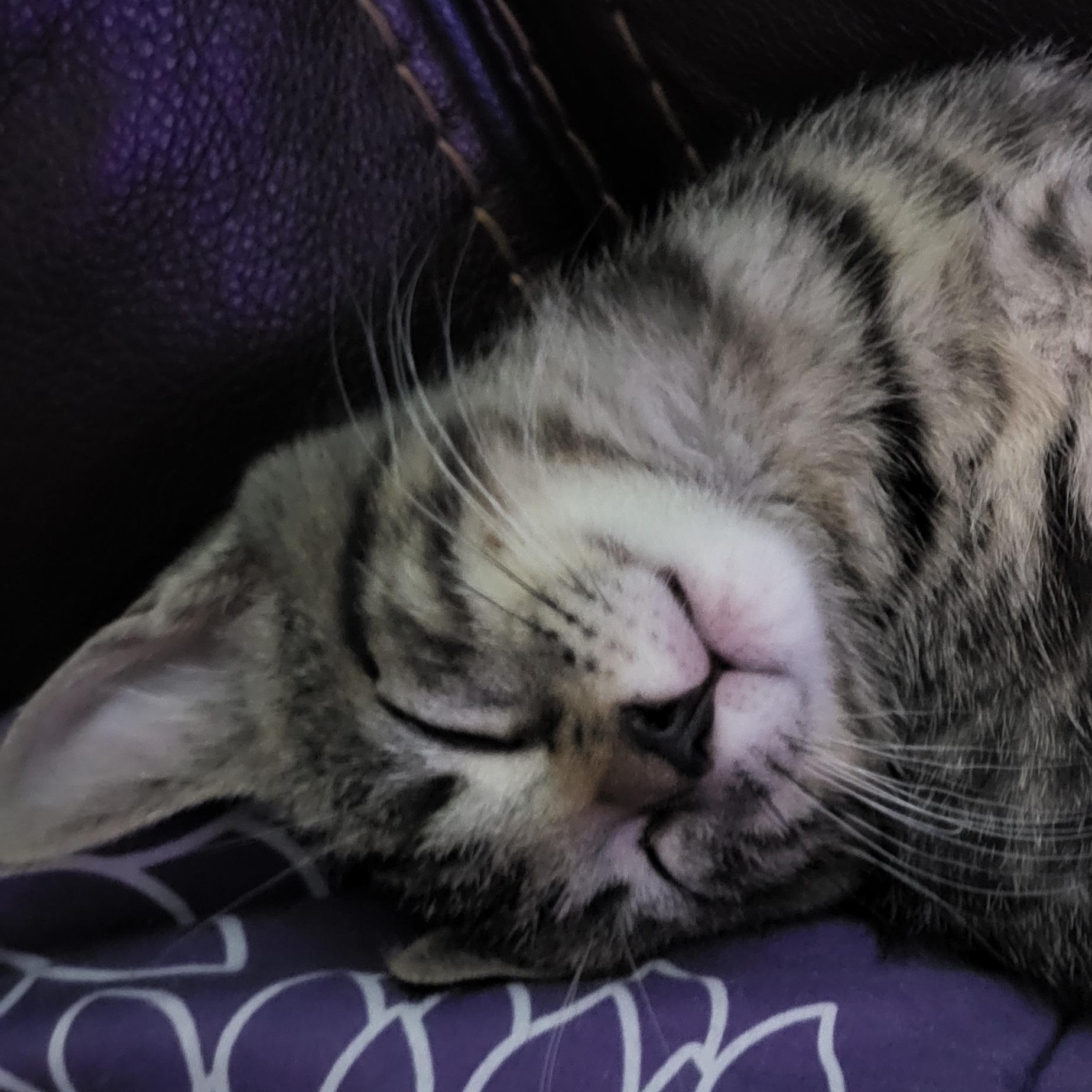 Milo, an adopted Domestic Short Hair in New Port Richey, FL image 3/6