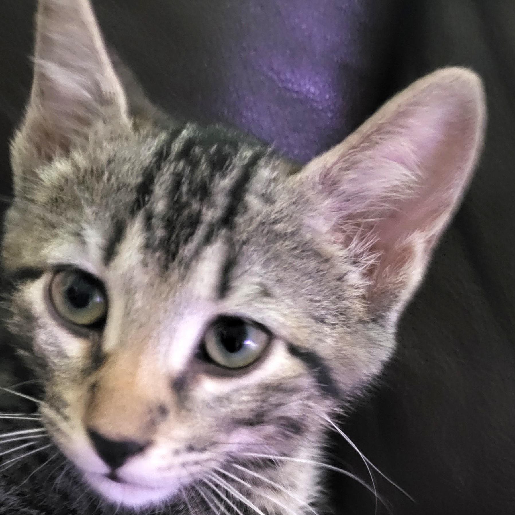 Milo, an adopted Domestic Short Hair in New Port Richey, FL image 2/6