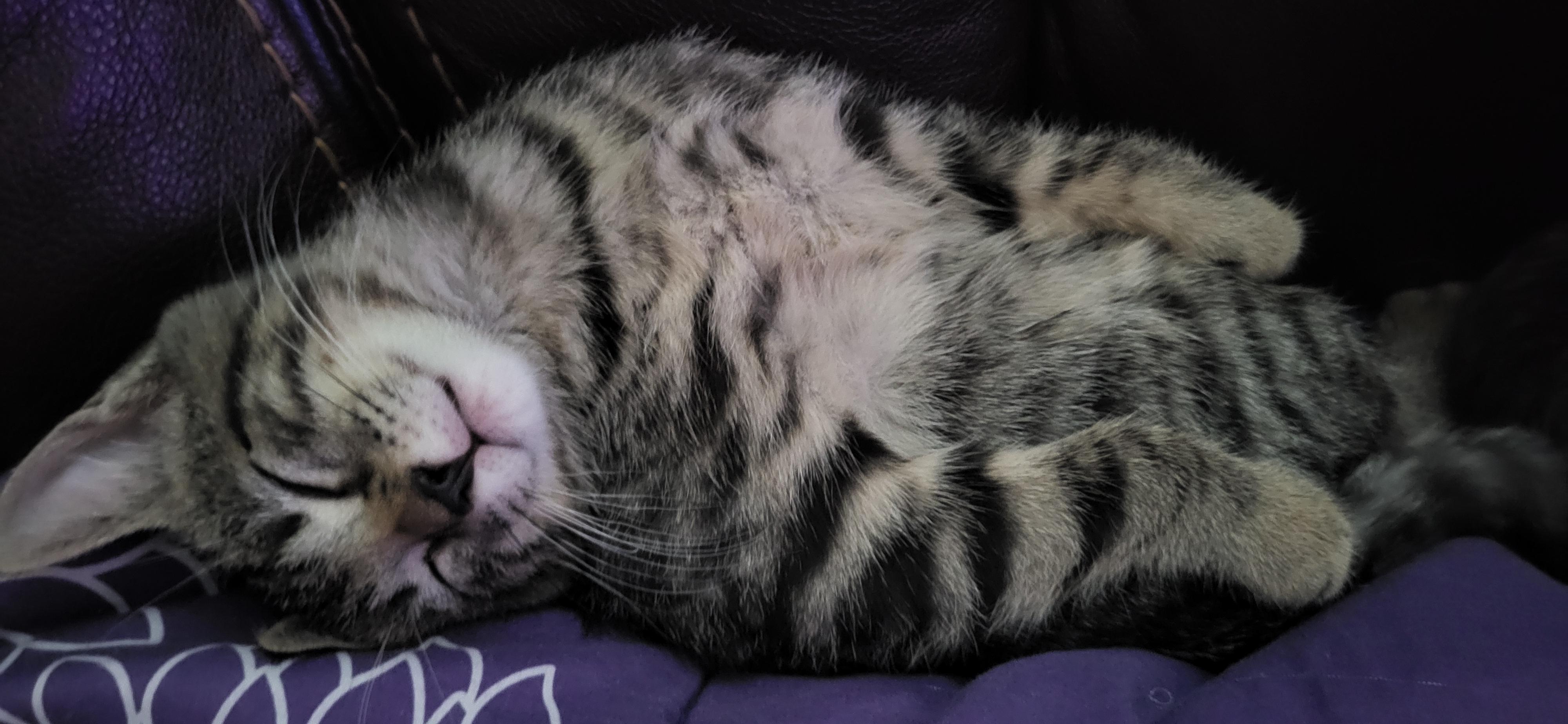 Milo, an adopted Domestic Short Hair in New Port Richey, FL image 6/6