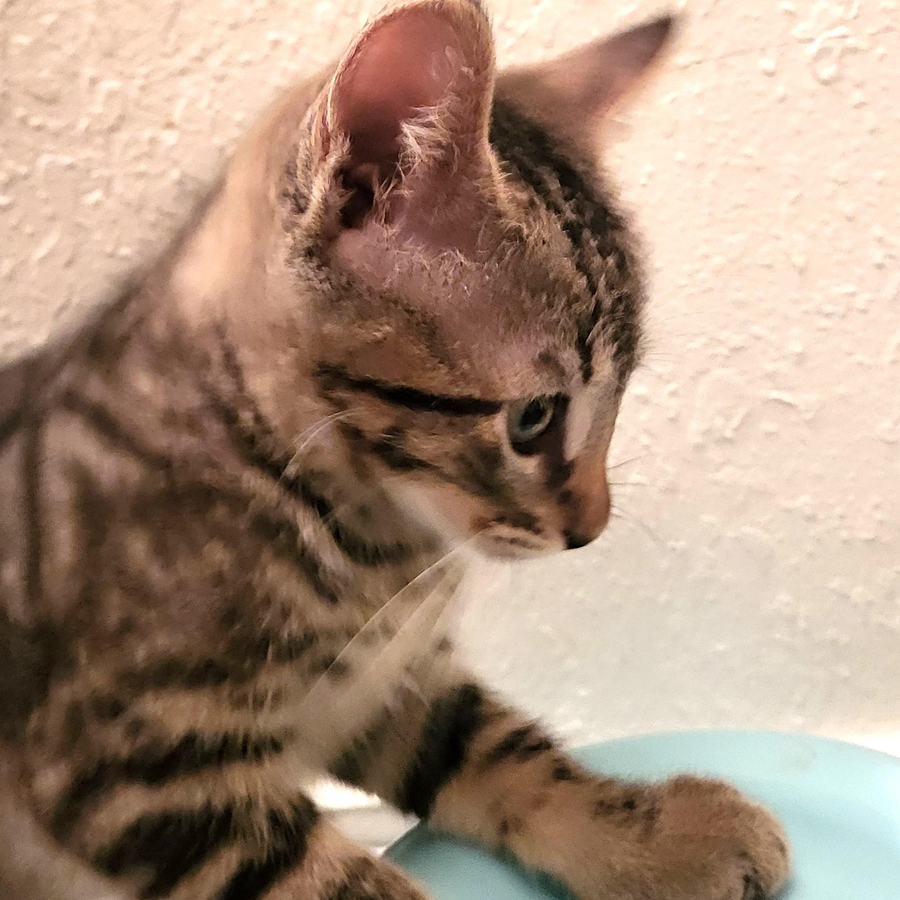 Milo, adopted, Kitten Male Domestic Short Hair.