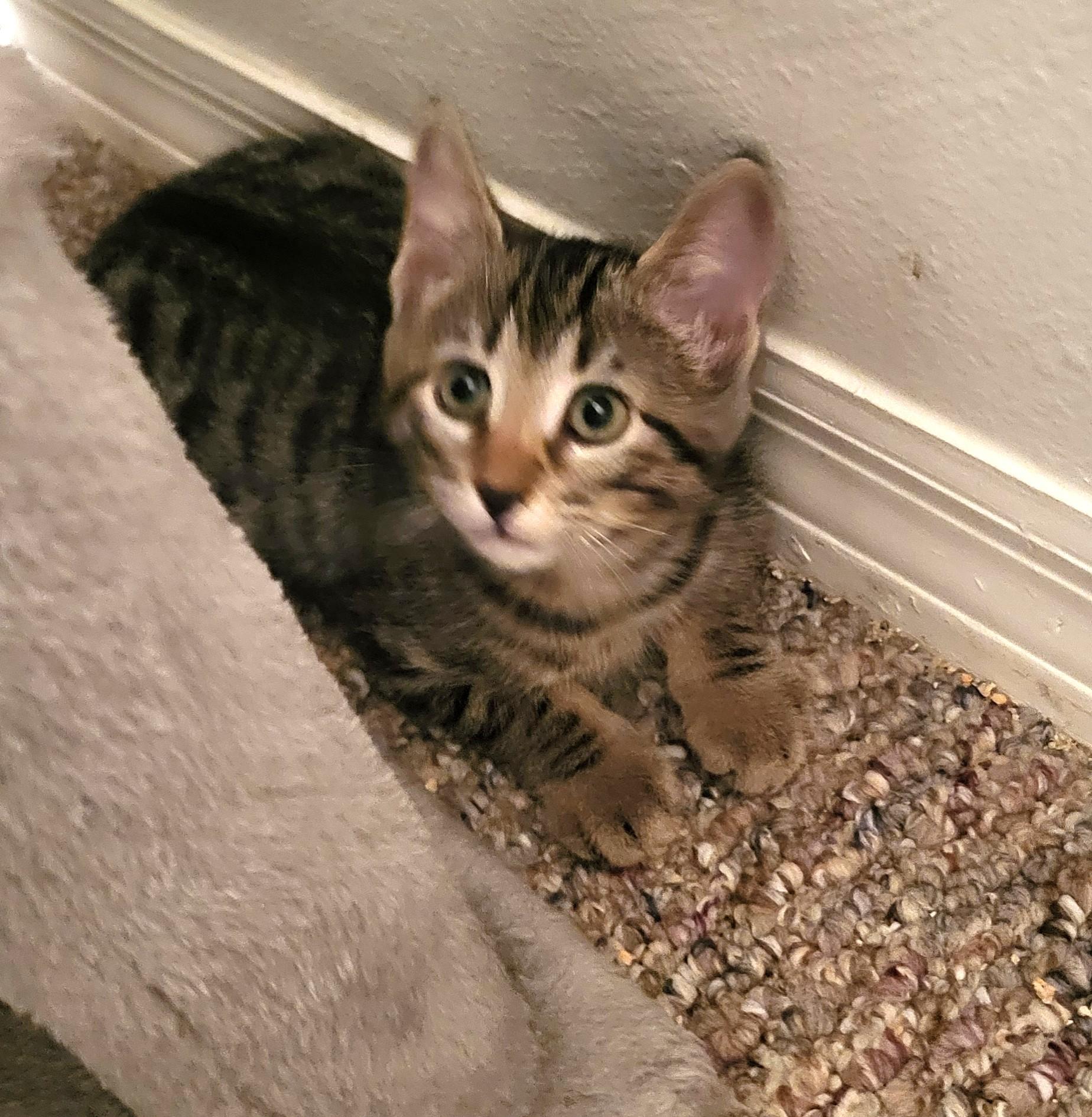 Milo, an adopted Domestic Short Hair in New Port Richey, FL image 5/6