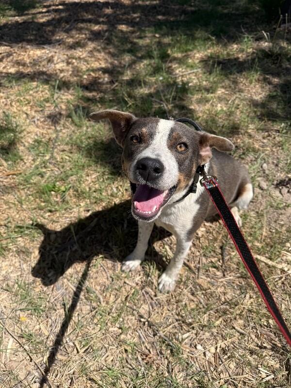 Enlarge Trevor, a Adoptable Mixed Breed in Hobbs, NM image 1/6