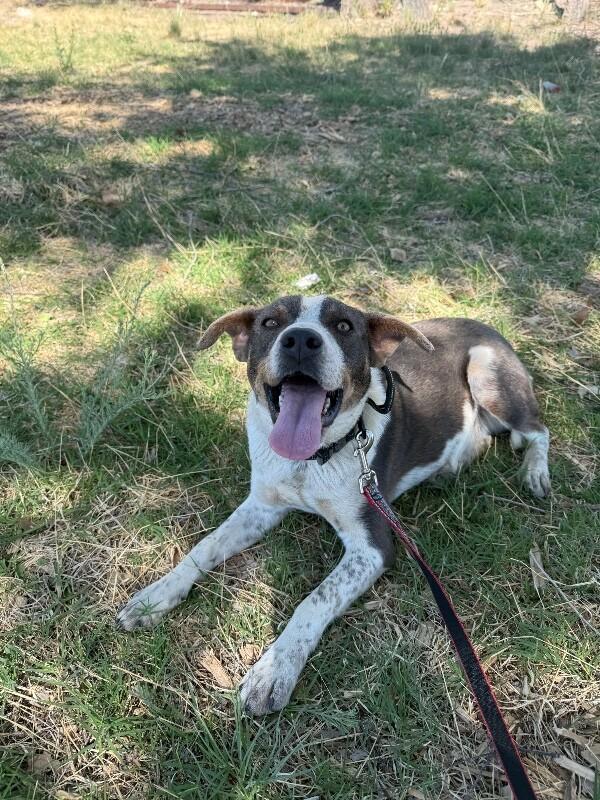 Enlarge Trevor, a Adoptable Mixed Breed in Hobbs, NM image 2/6
