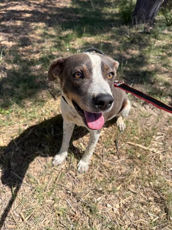 Enlarge Trevor, a Adoptable Mixed Breed in Hobbs, NM image 3/6