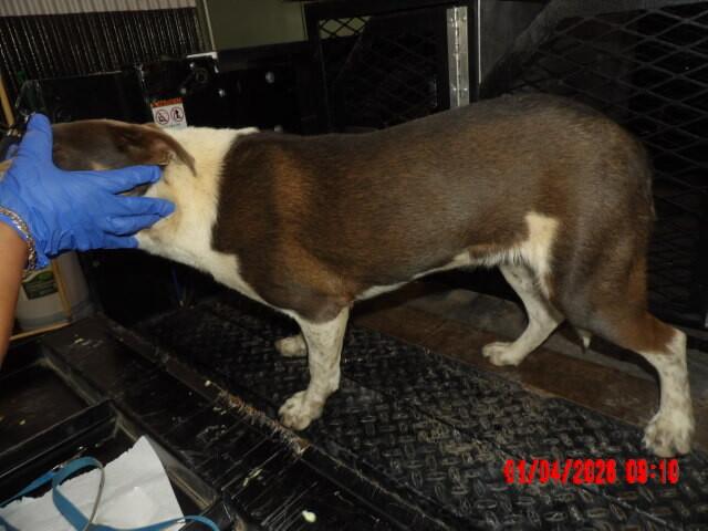 Enlarge Trevor, a Adoptable Mixed Breed in Hobbs, NM image 4/6