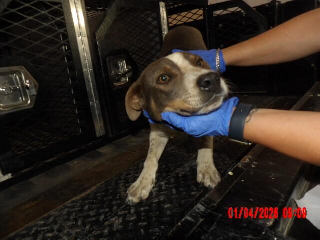 Enlarge Trevor, a Adoptable Mixed Breed in Hobbs, NM image 4/6